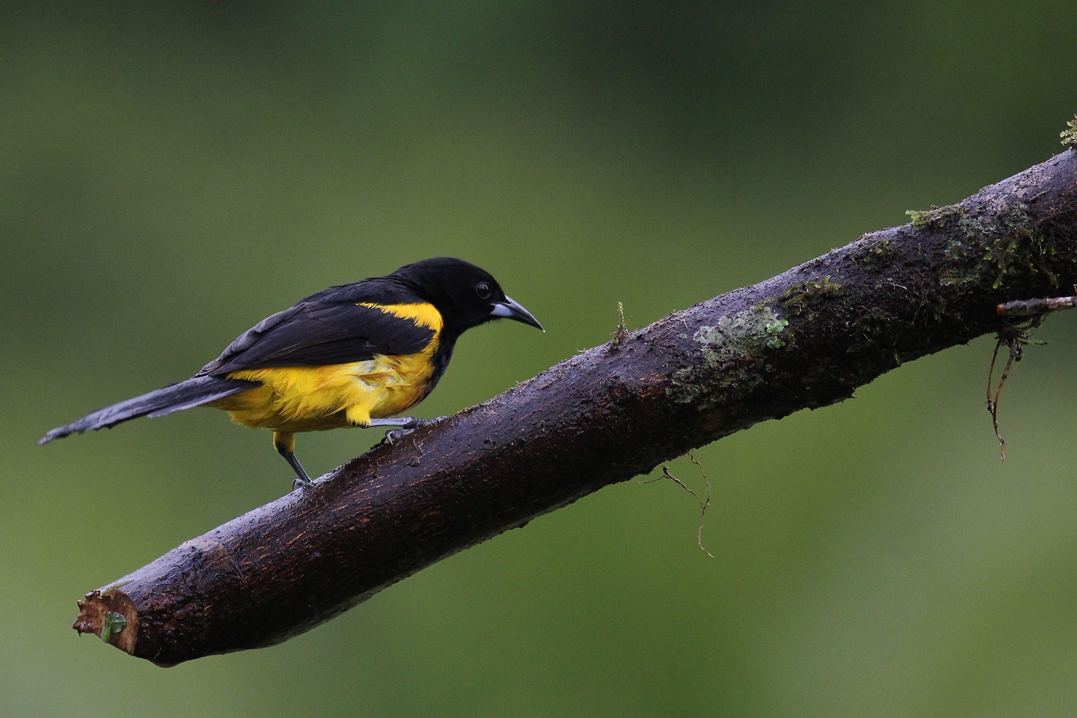 Black-cowled Oriole