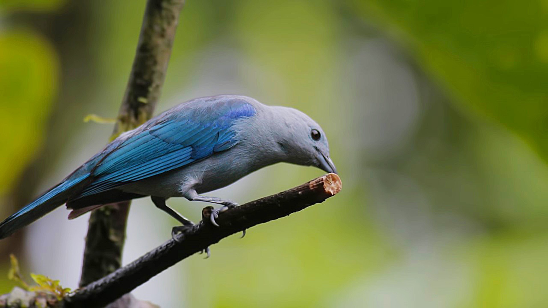 Blue-grey Tanager — Ana fotoğraf