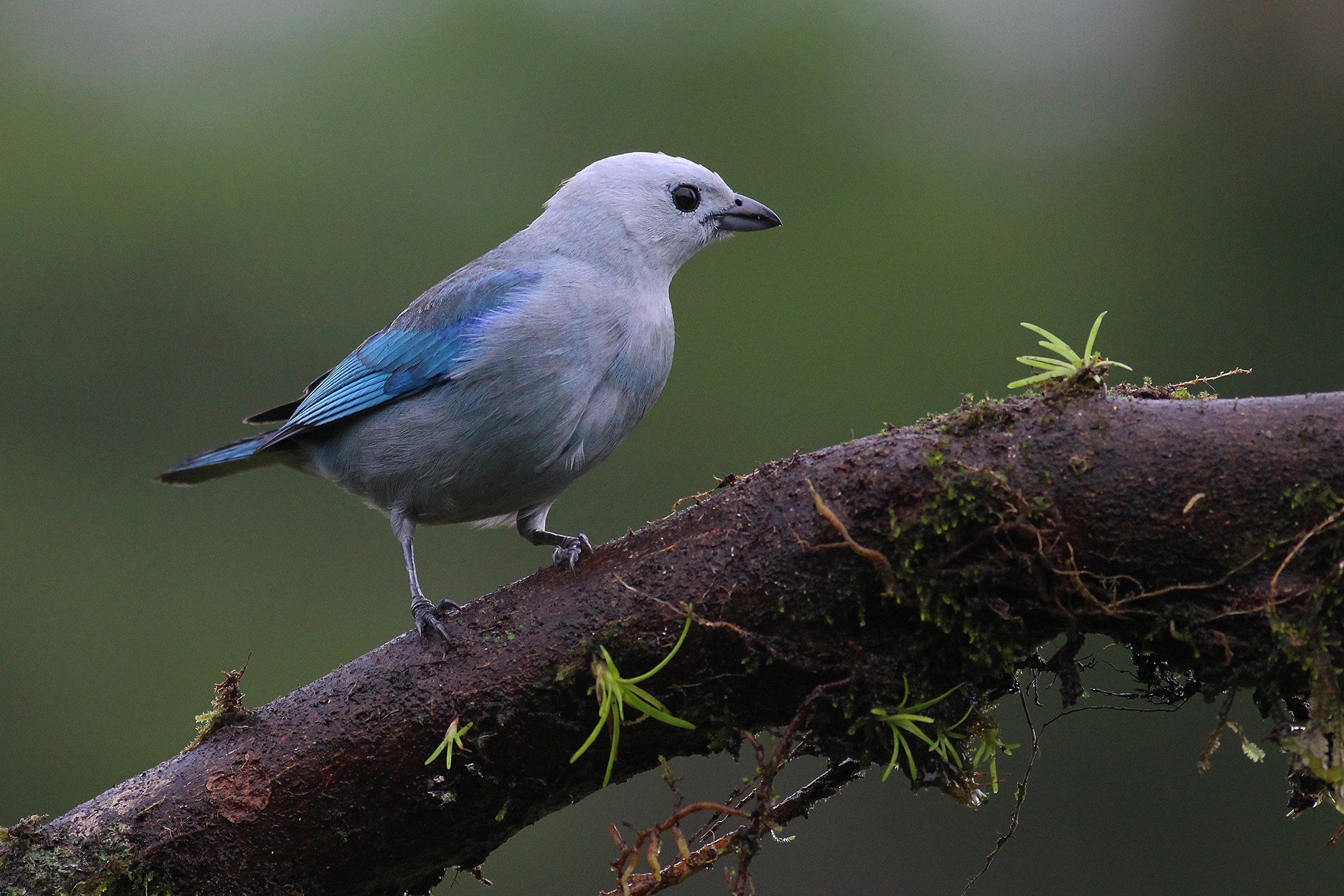 Blue-gray Tanager — Ana fotoğraf