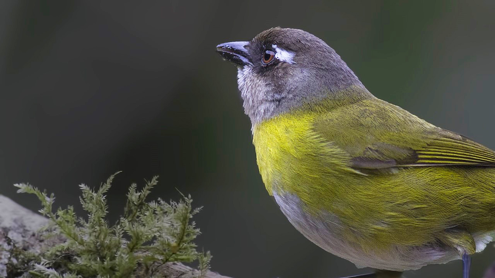 Common Bush-tanager — Ana fotoğraf