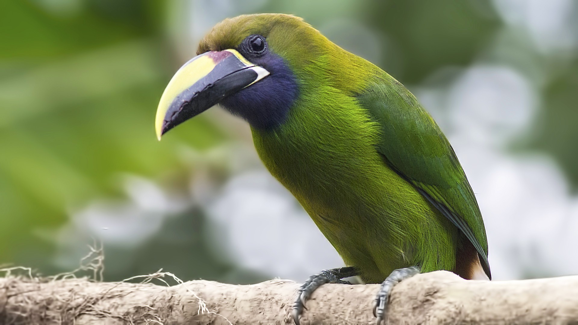 Emerald Toucanet — Ana fotoğraf