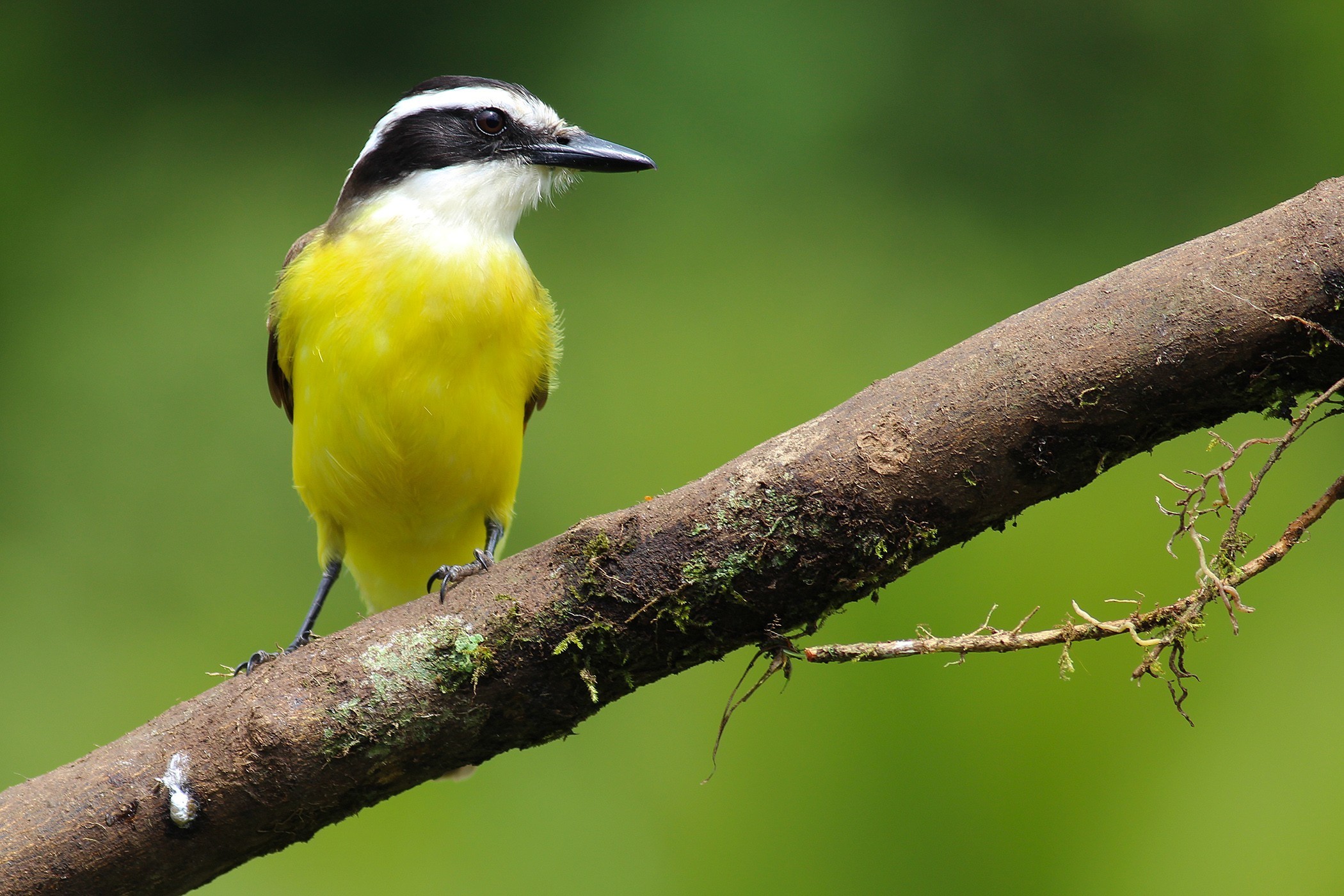 Great Kiskadee — Ana fotoğraf