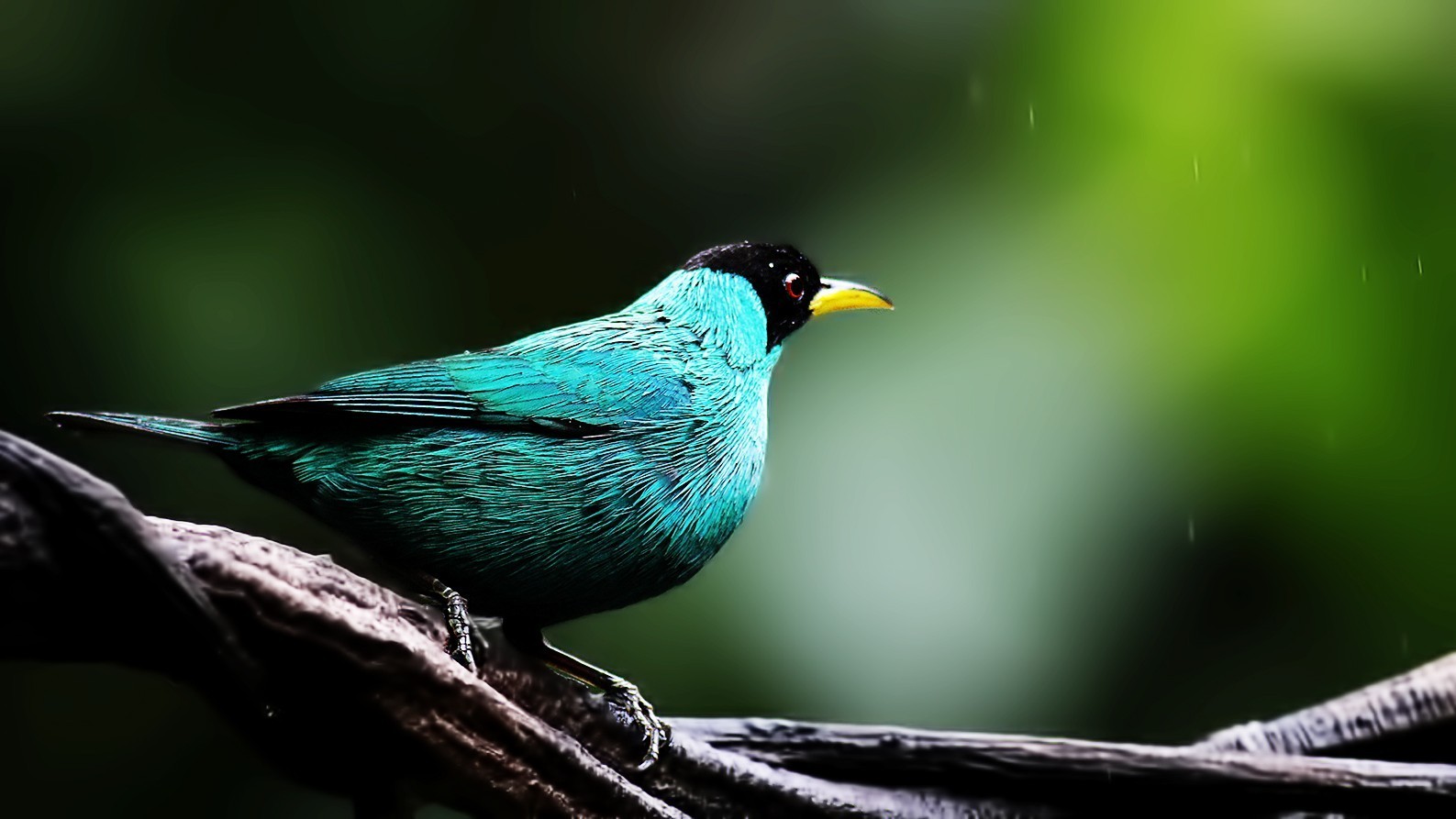 Green Honeycreeper — Ana fotoğraf