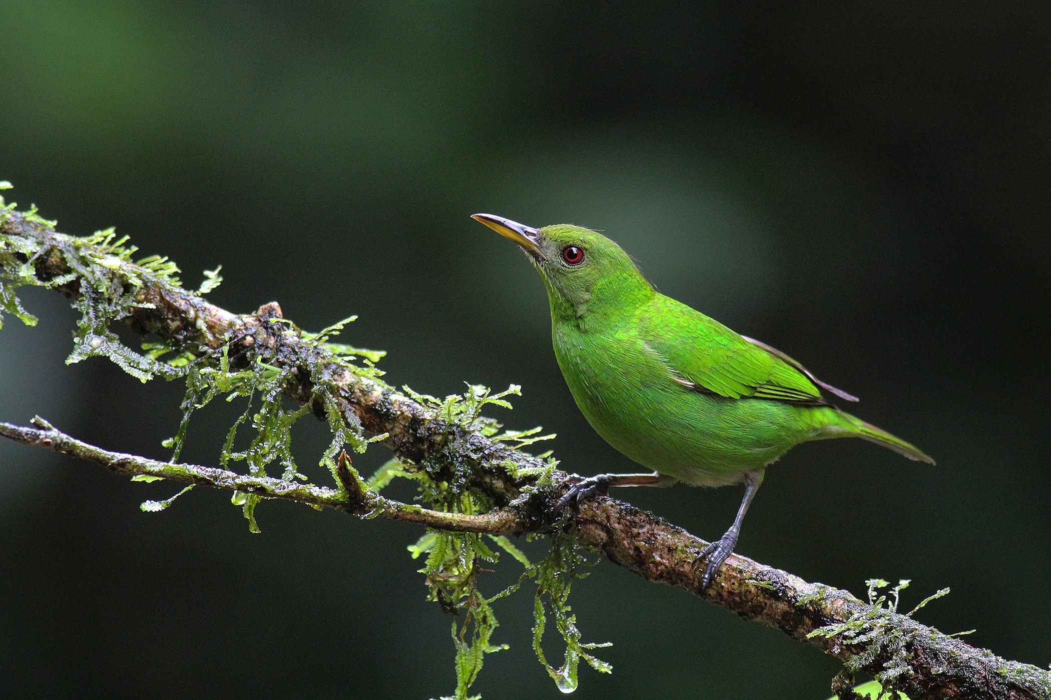 Green Honeycreeper — Ana fotoğraf