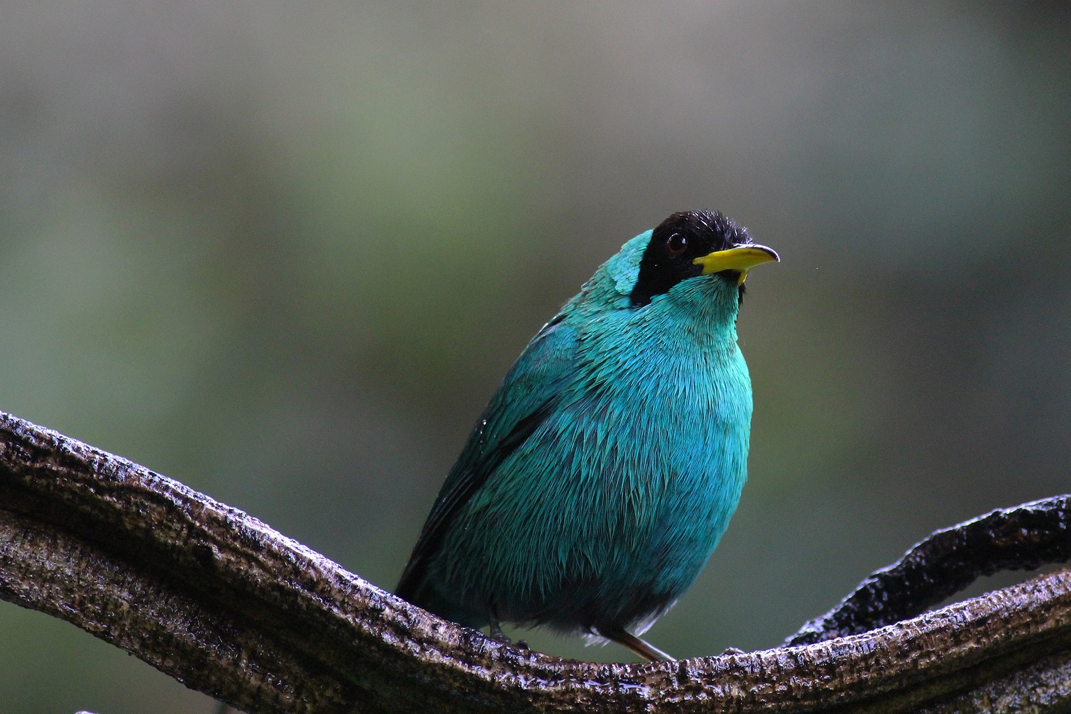 Green Honeycreeper — Ana fotoğraf
