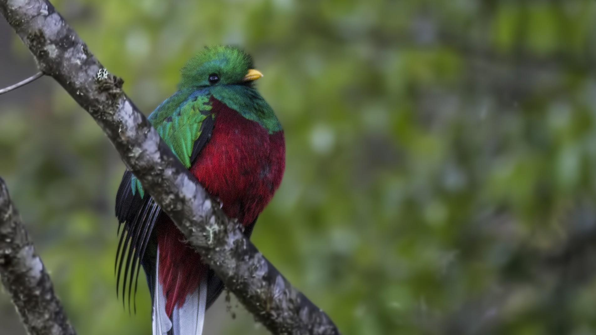 Resplendent Quetzal — Ana fotoğraf