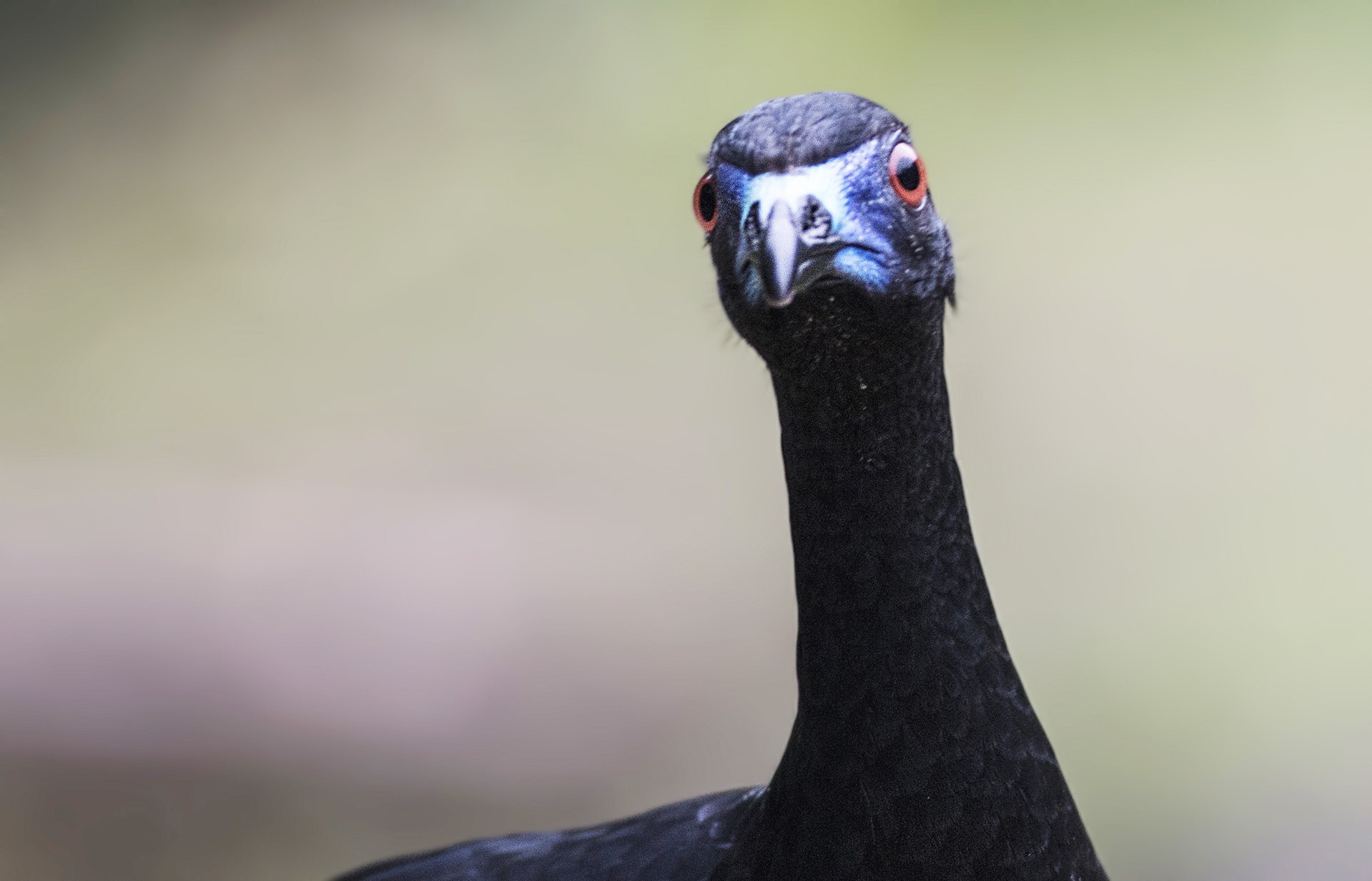 Black Guan — Ana fotoğraf