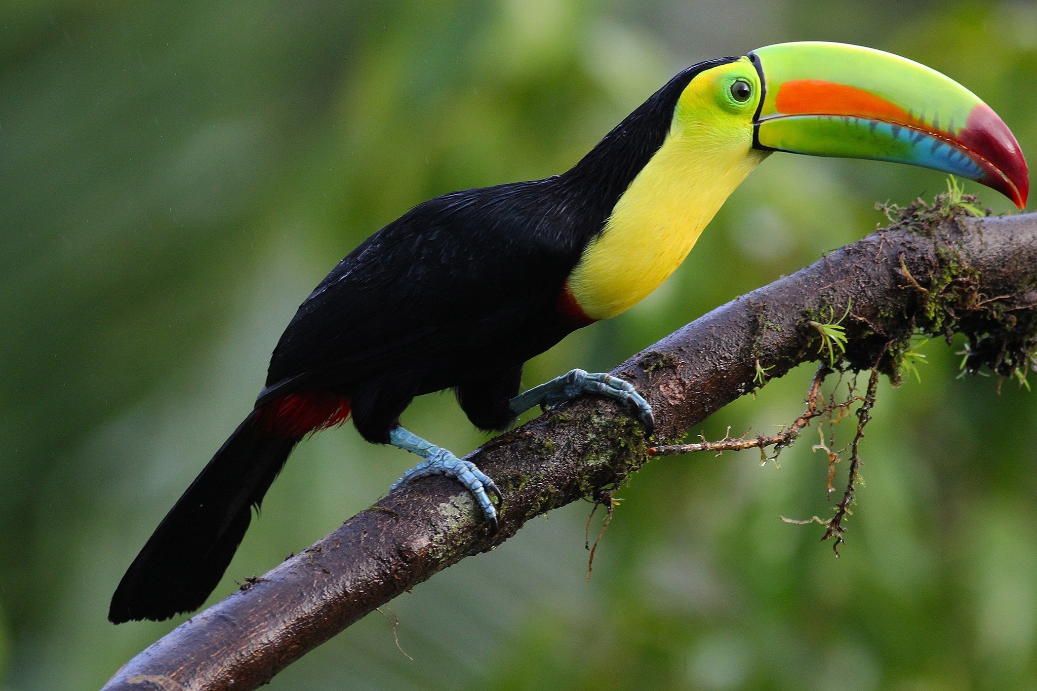 Keel-billed Toucan