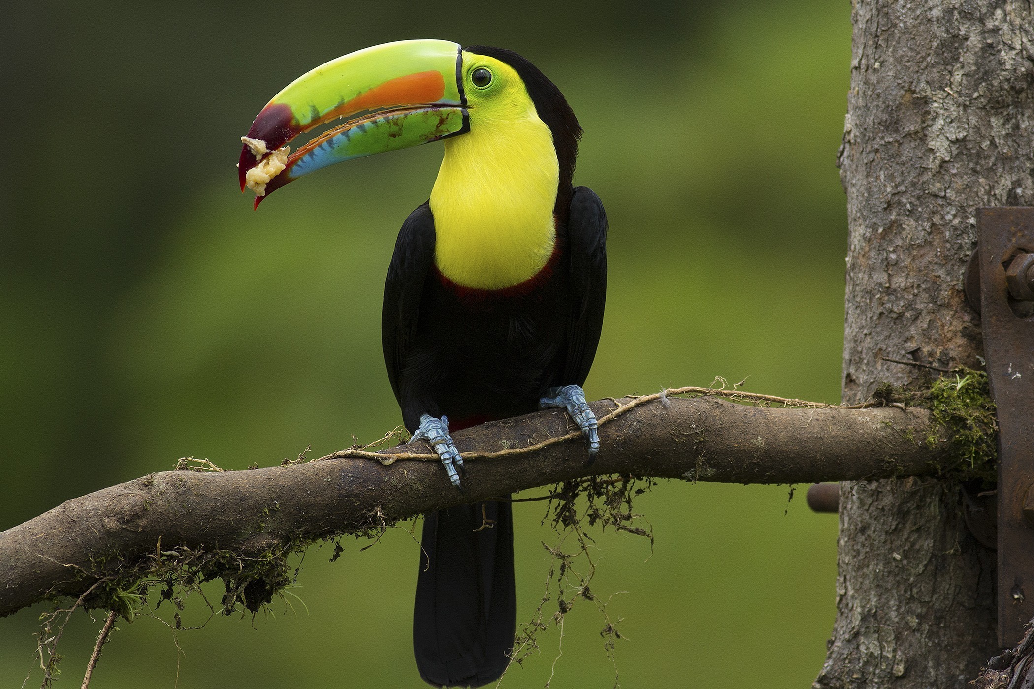 Keel-billed Toucan — Ana fotoğraf