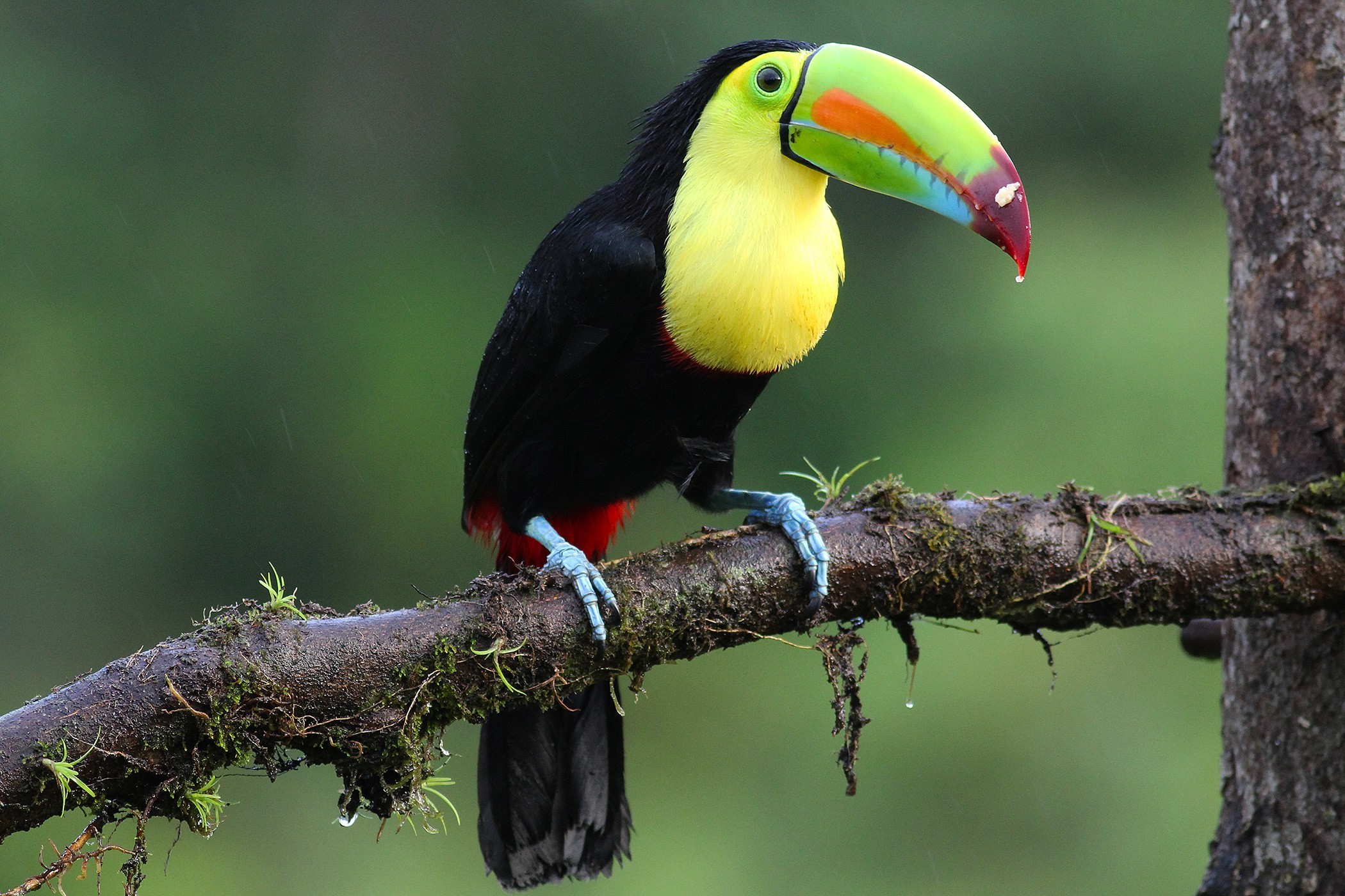 Keel-billed Toucan