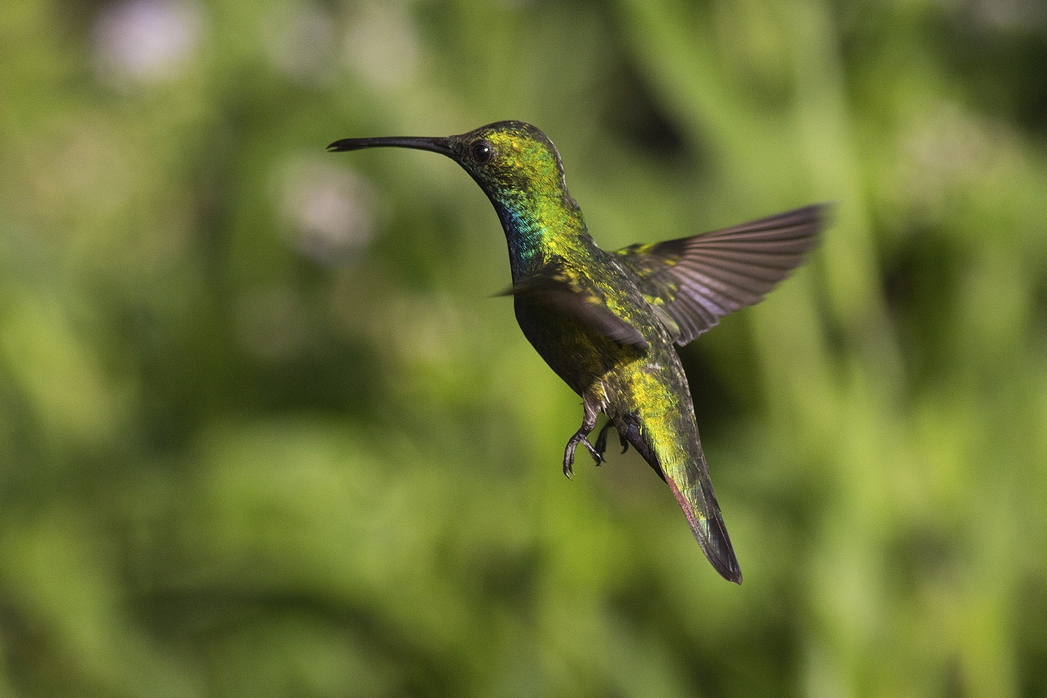 Magnificent Hummingbird — Ana fotoğraf