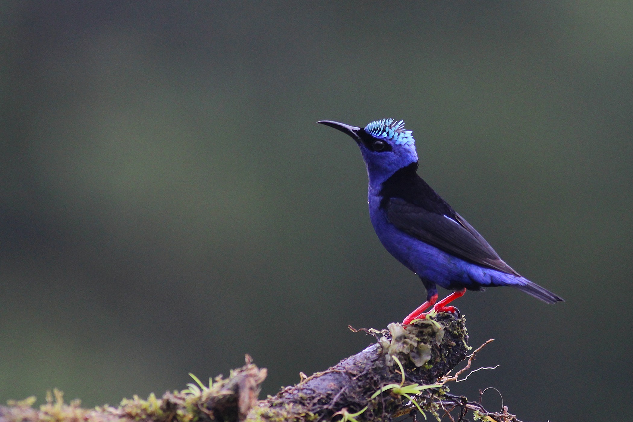 Red-legged Honeycreeper — Ana fotoğraf