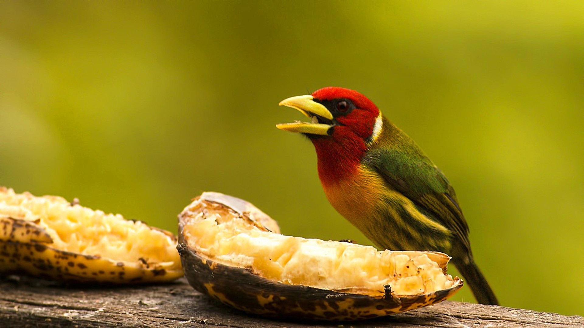 Red-headed Barbet