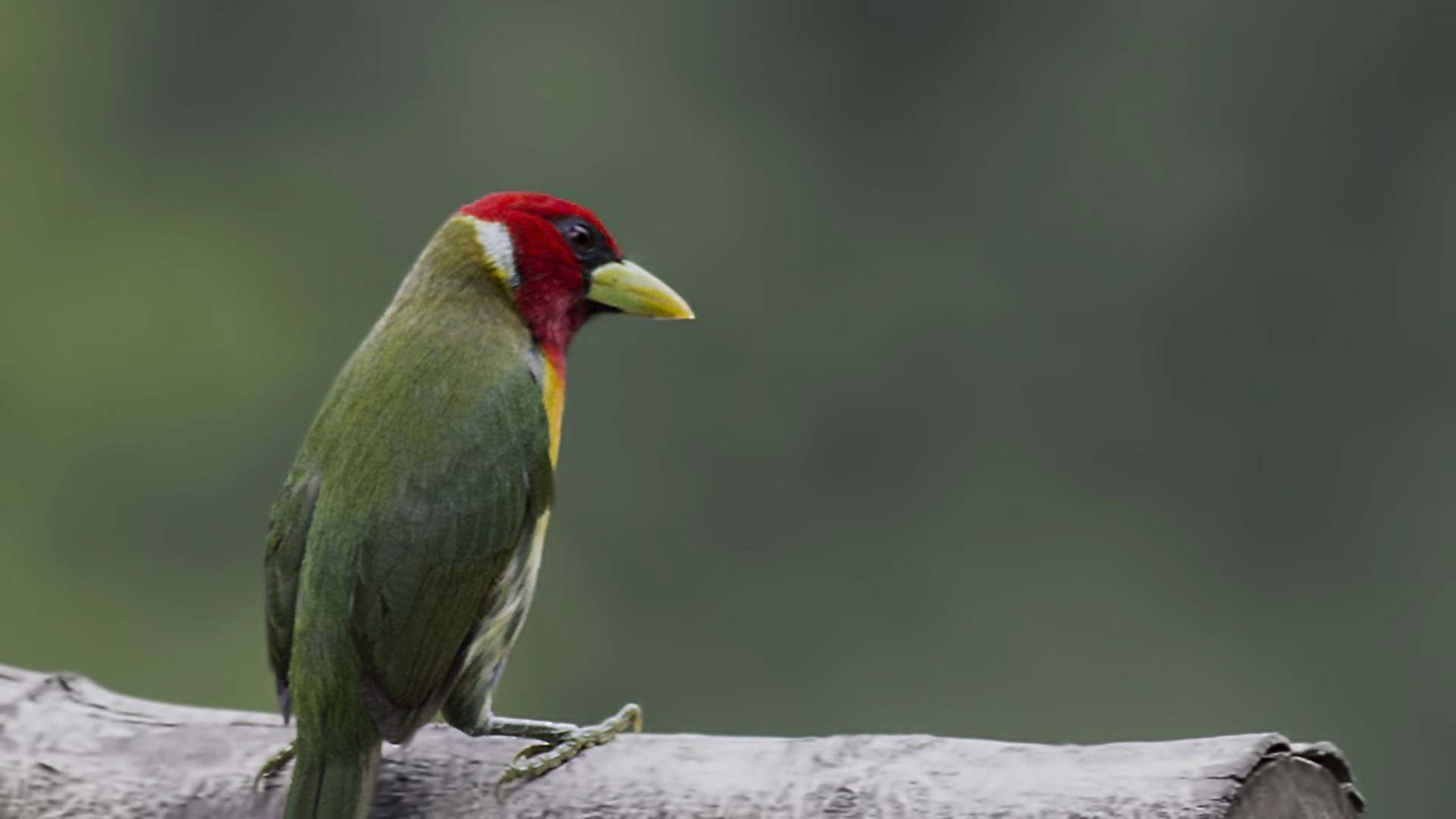 Red-headed Barbet