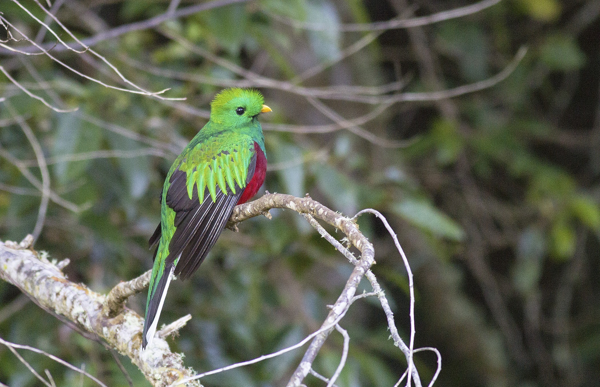 Resplendent Quetzal — Ana fotoğraf