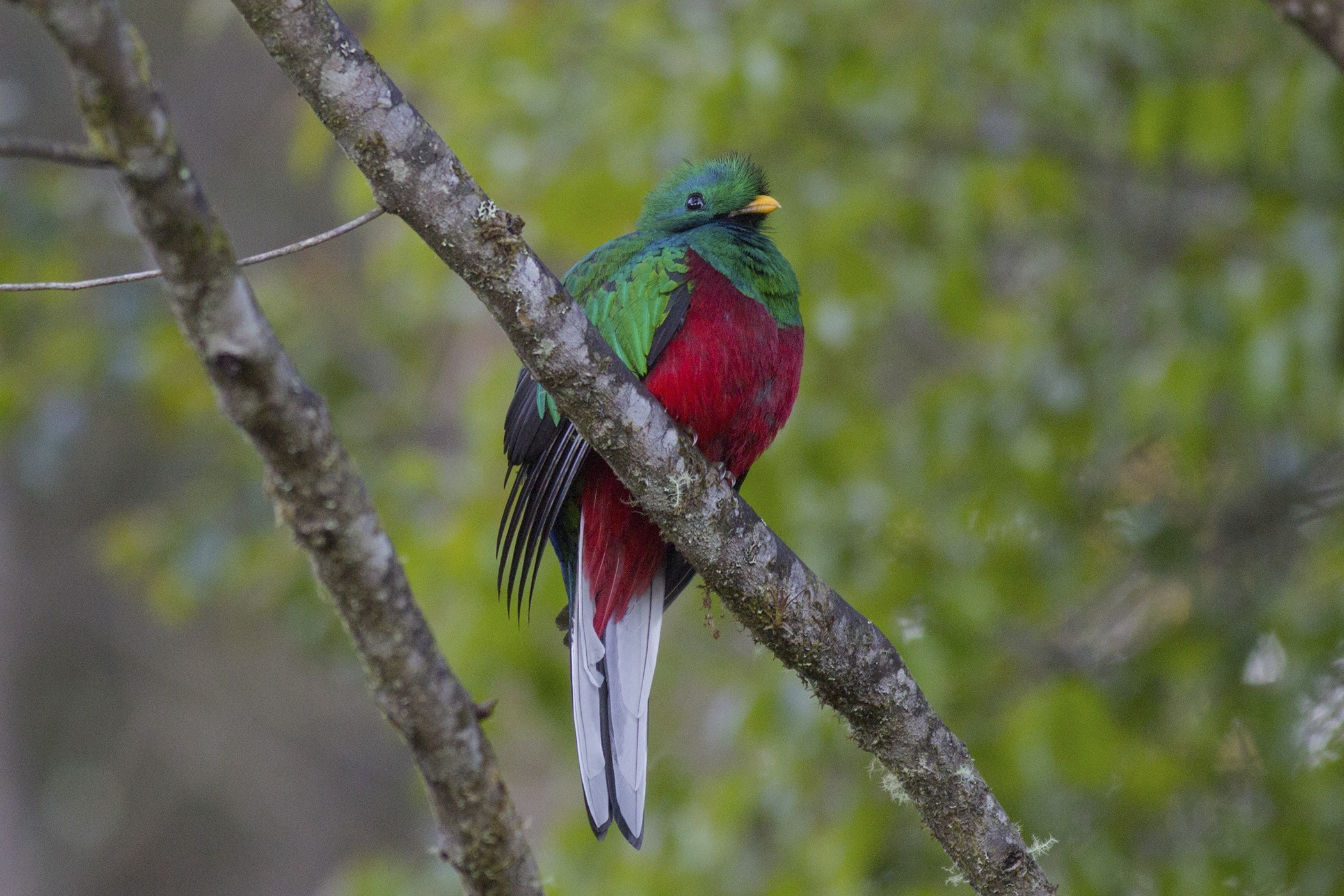 Resplendent Quetzal — Ana fotoğraf