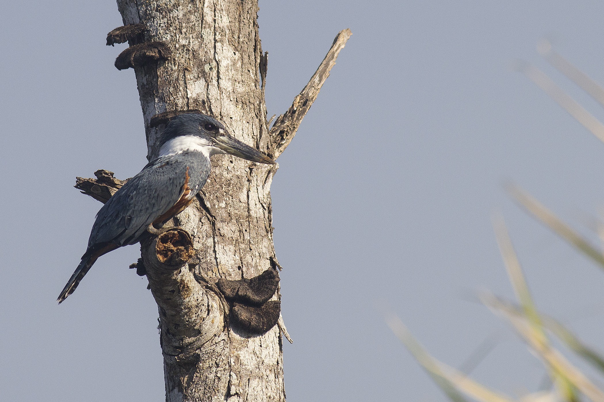 Ringed Kingfisher — Ana fotoğraf