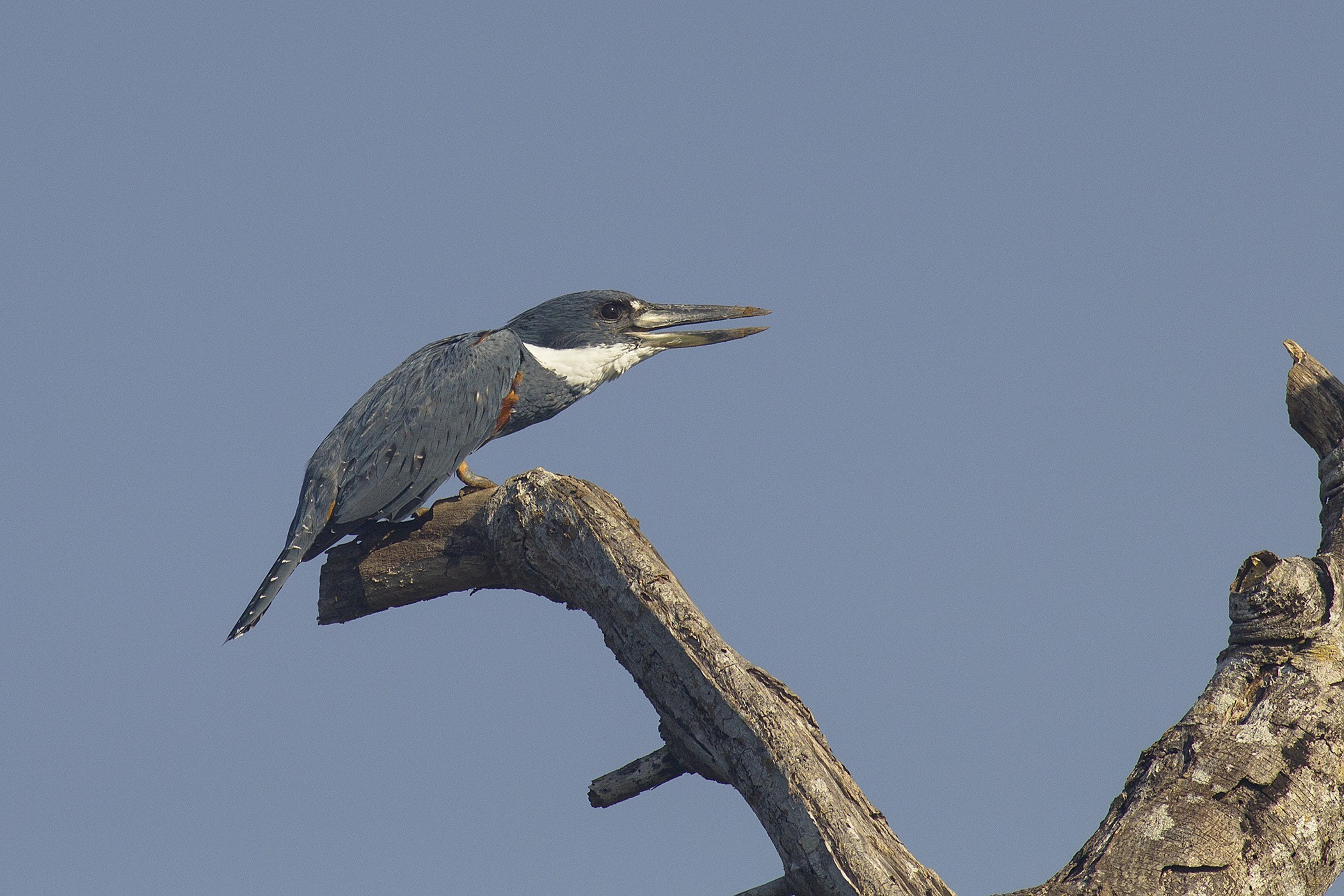Ringed Kingfisher — Ana fotoğraf