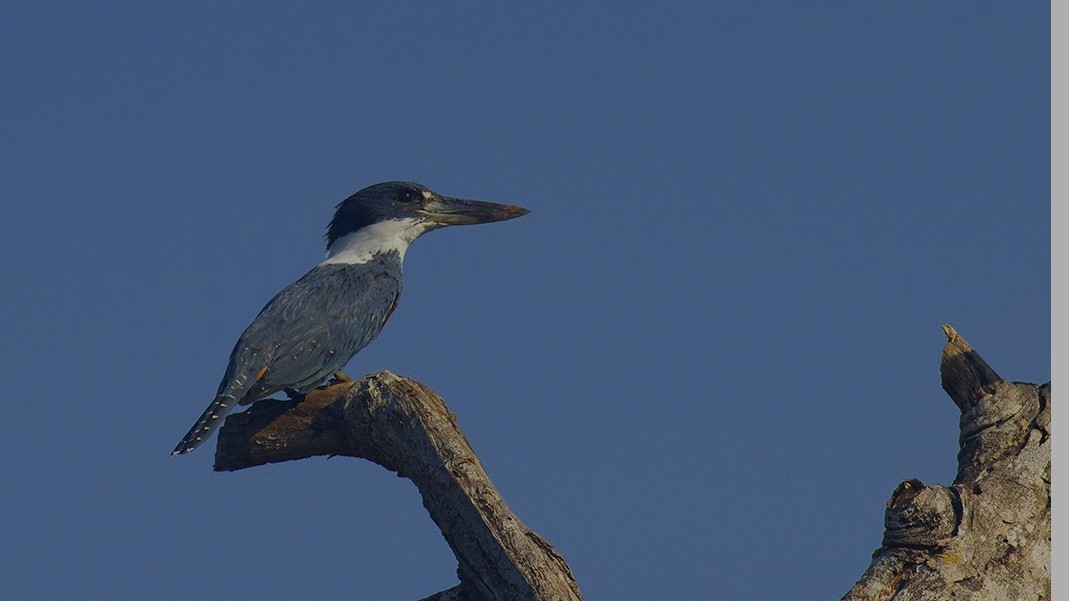 Ringed Kingfisher