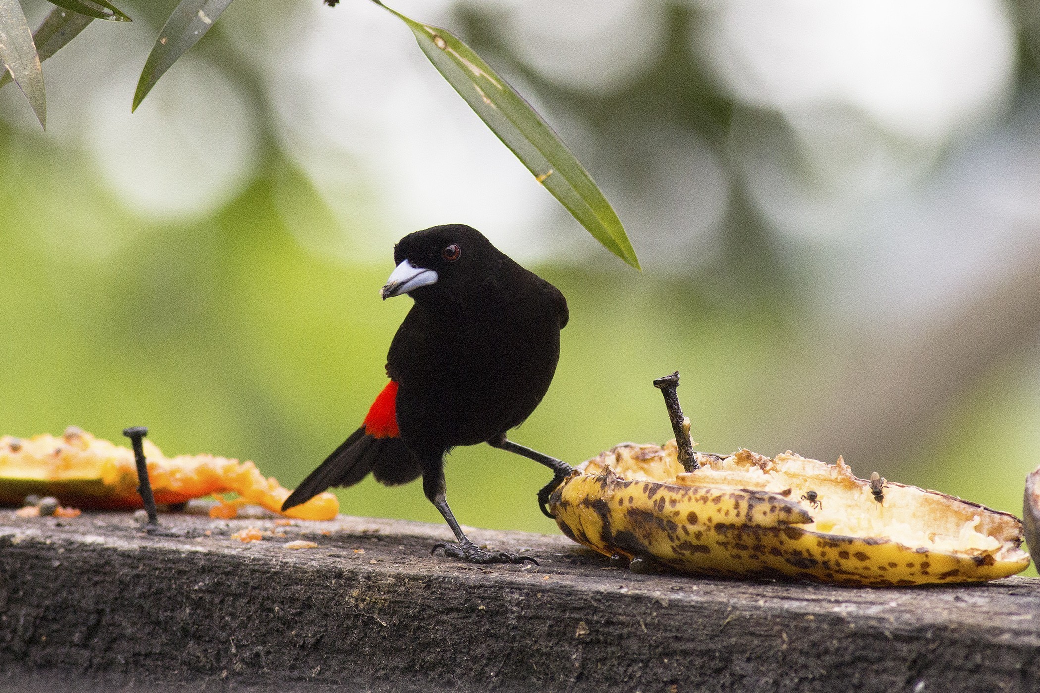 Scarlet-rumped Tanager — Ana fotoğraf