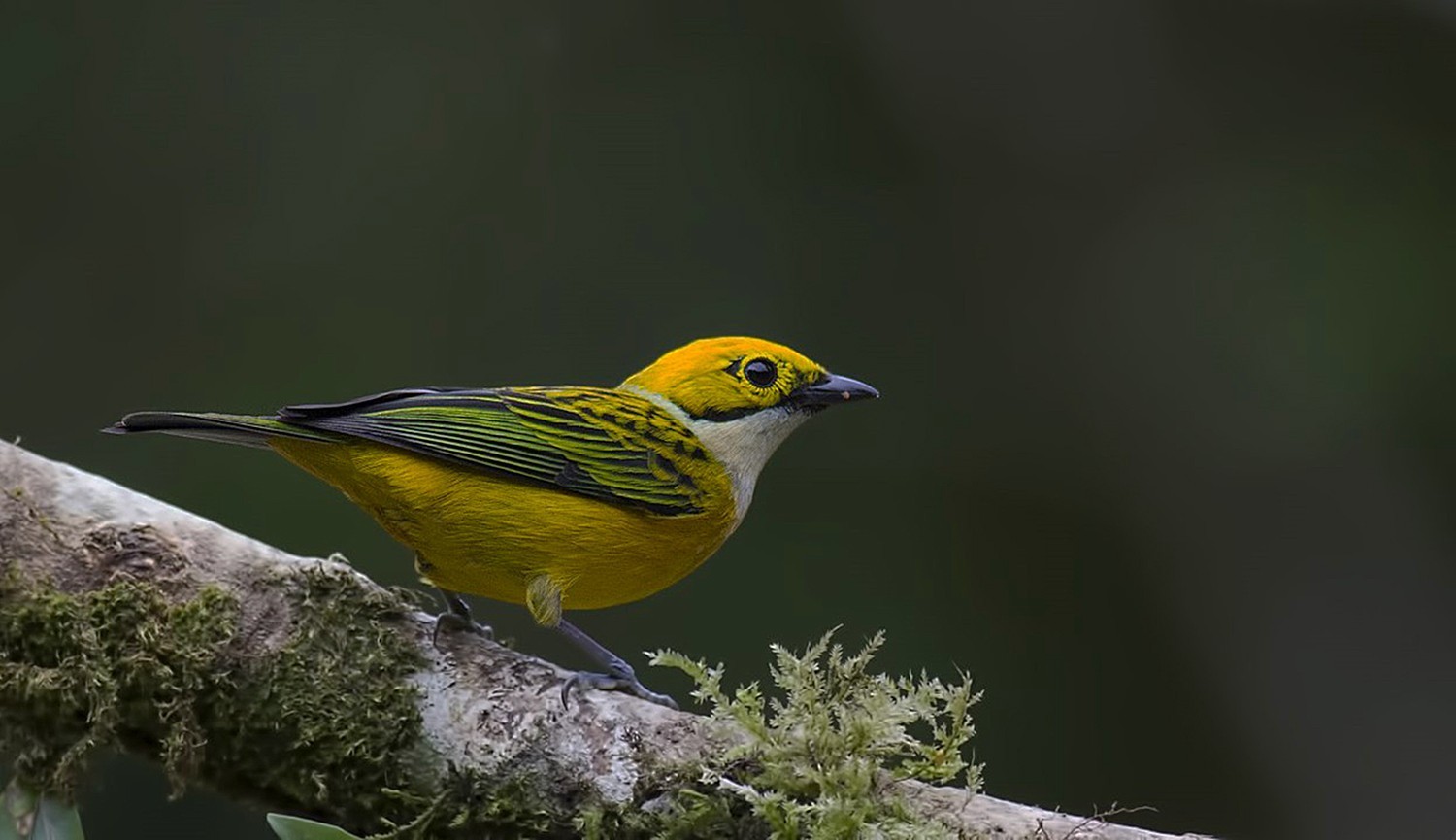 Silver-throated Tanager — Ana fotoğraf
