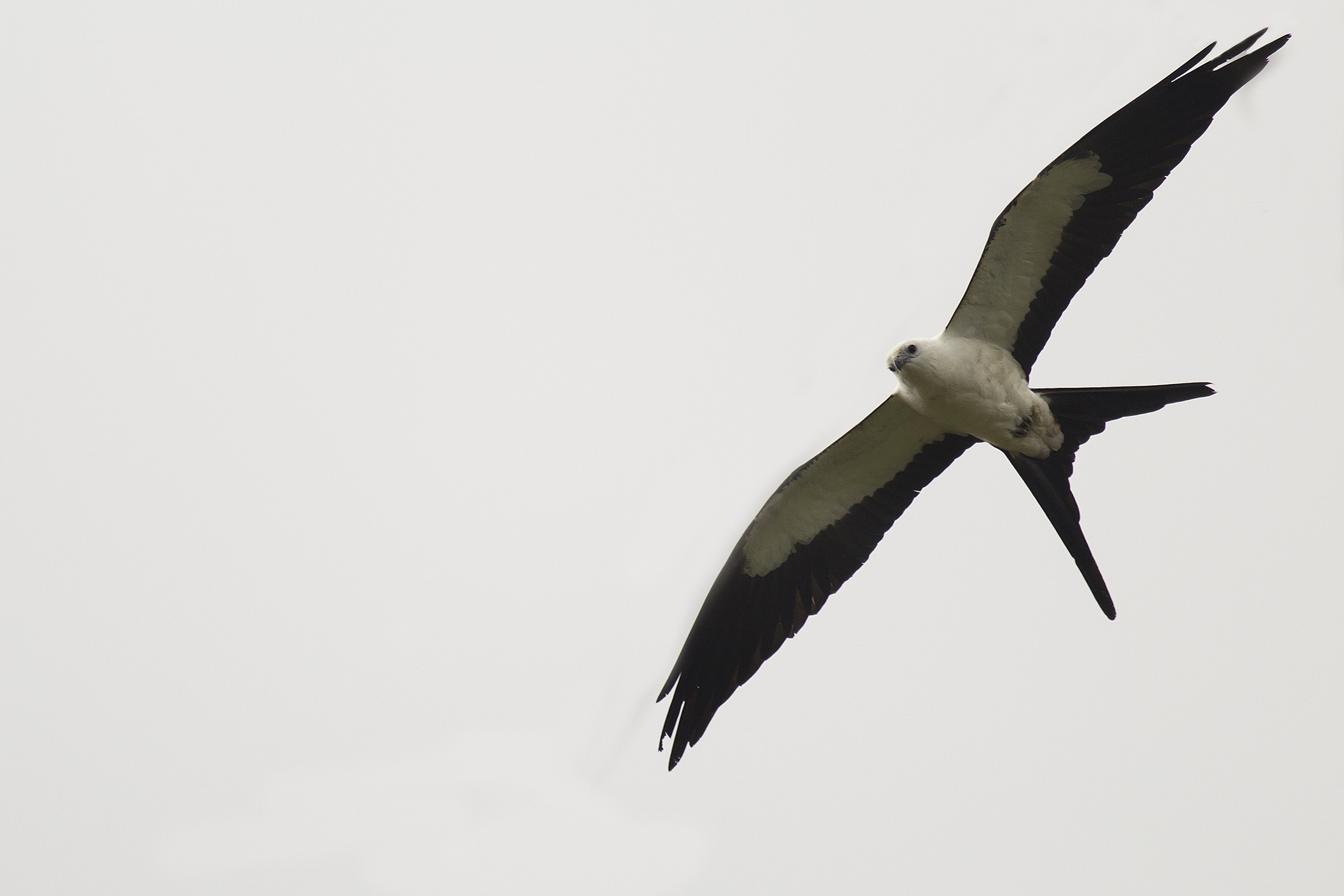 Swallow-tailed Kite — Ana fotoğraf
