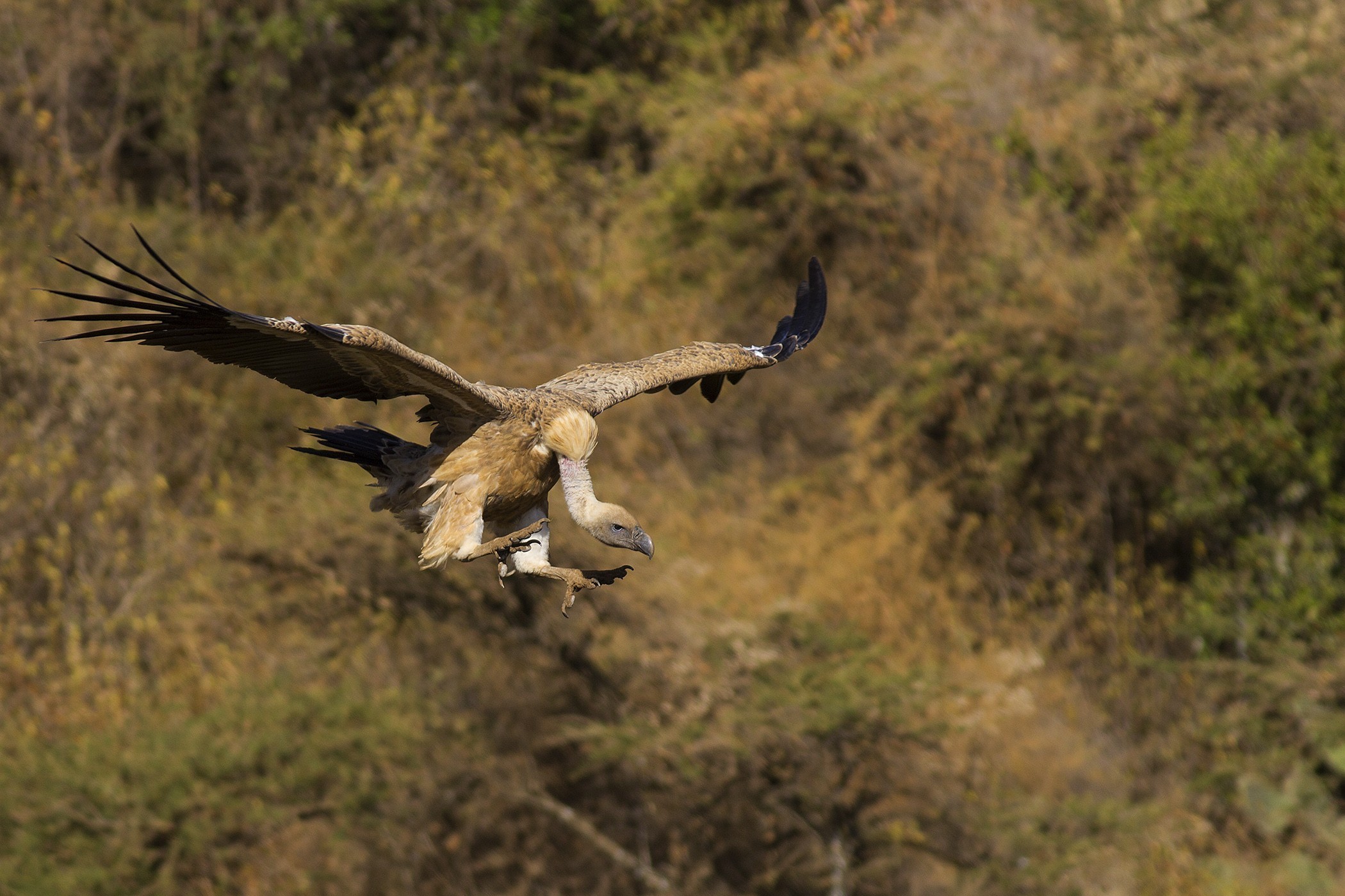 Griffon Vulture