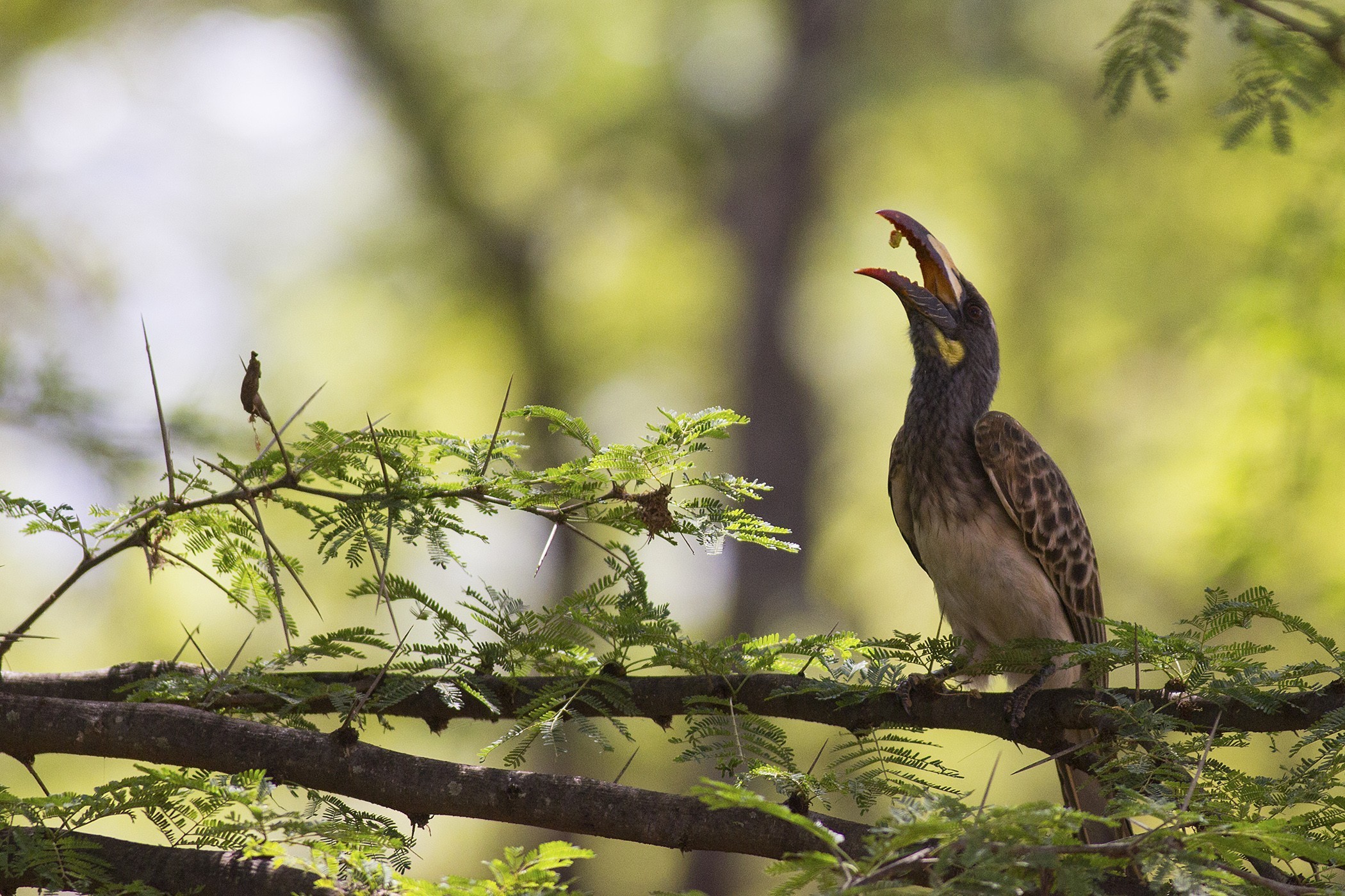 Hemprich's Hornbill — Ana fotoğraf
