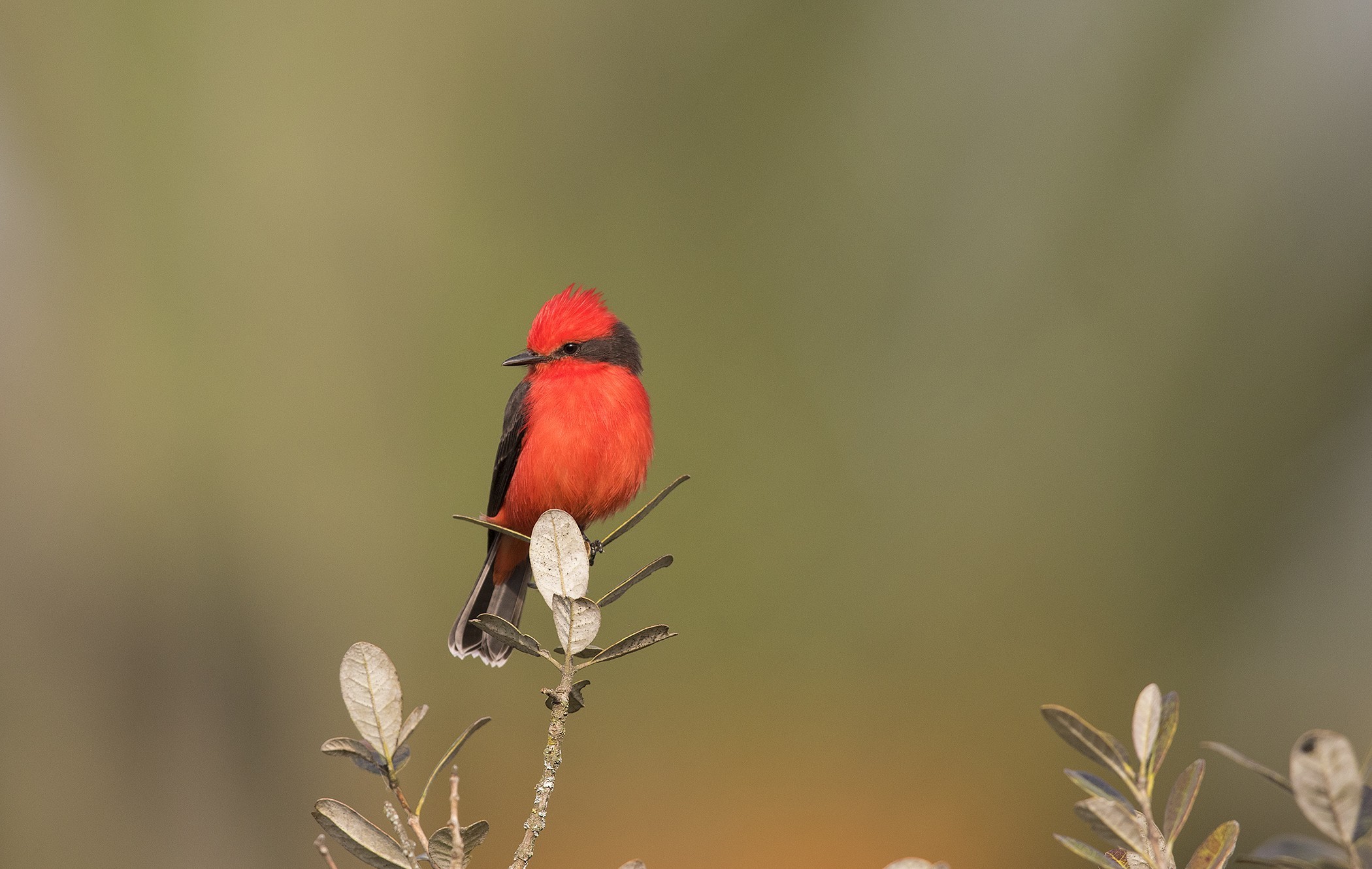 Vermilion Flycatcher