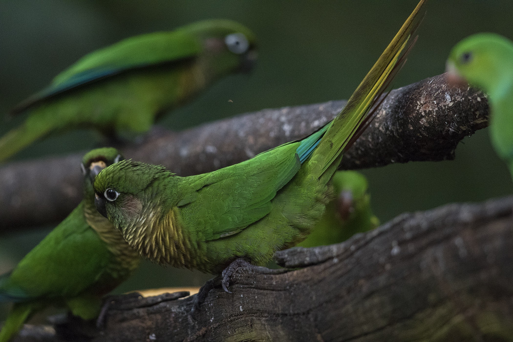 Maroon-tailed Parakeet