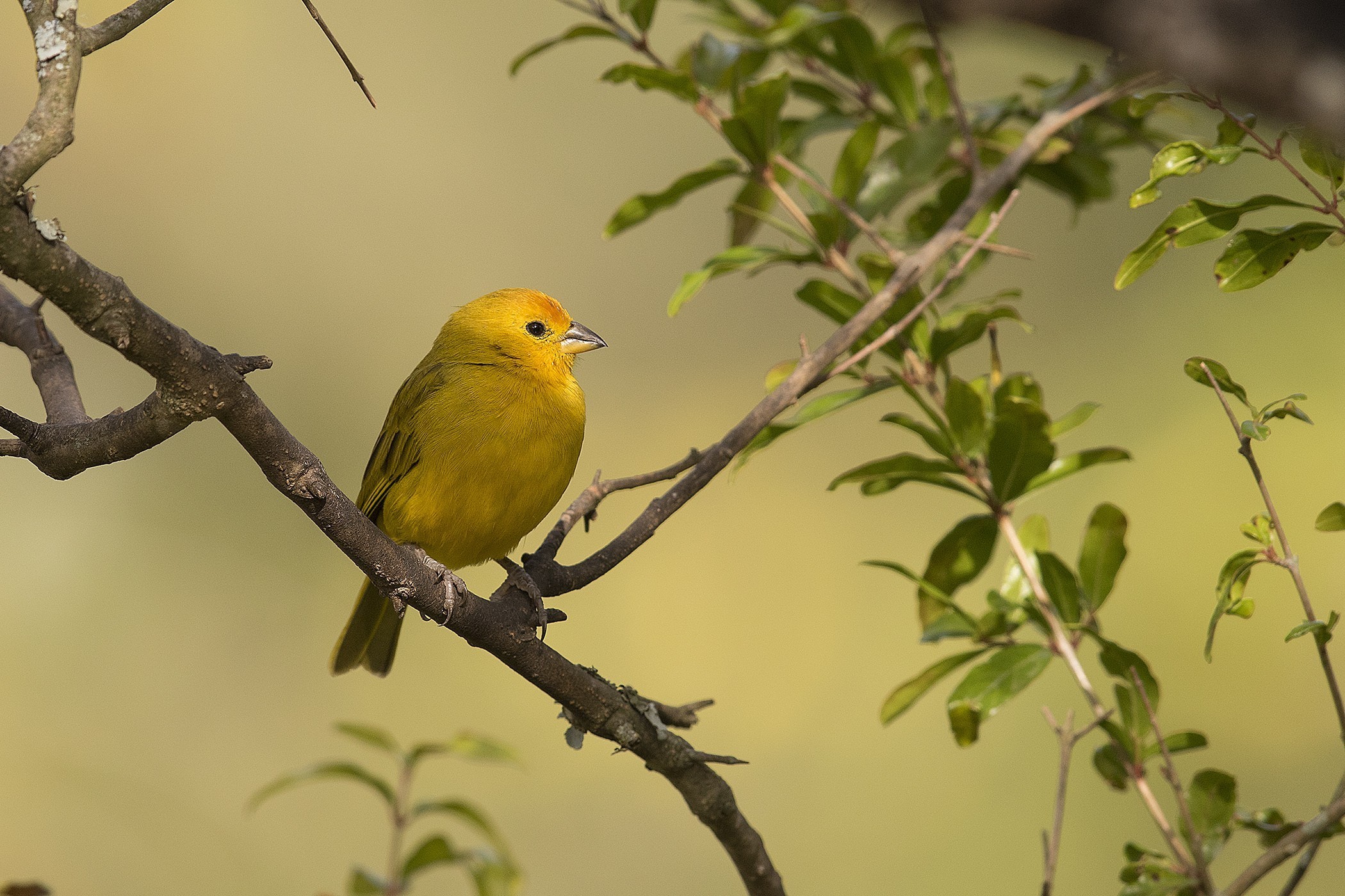 Saffron Finch — Ana fotoğraf