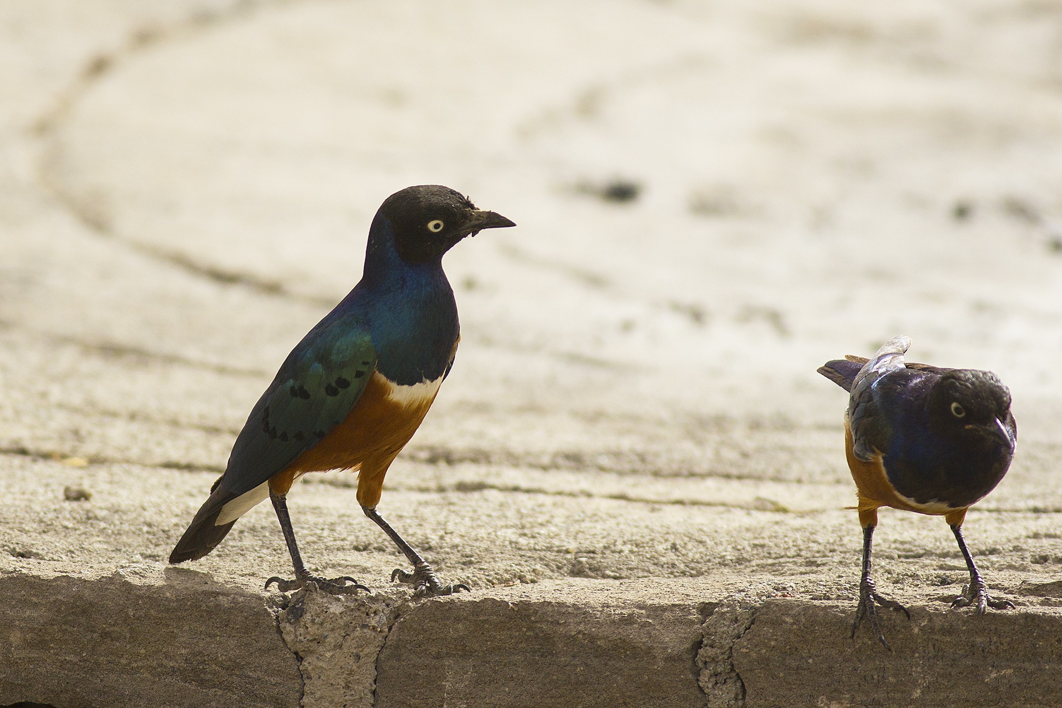 Superb Starling — Ana fotoğraf