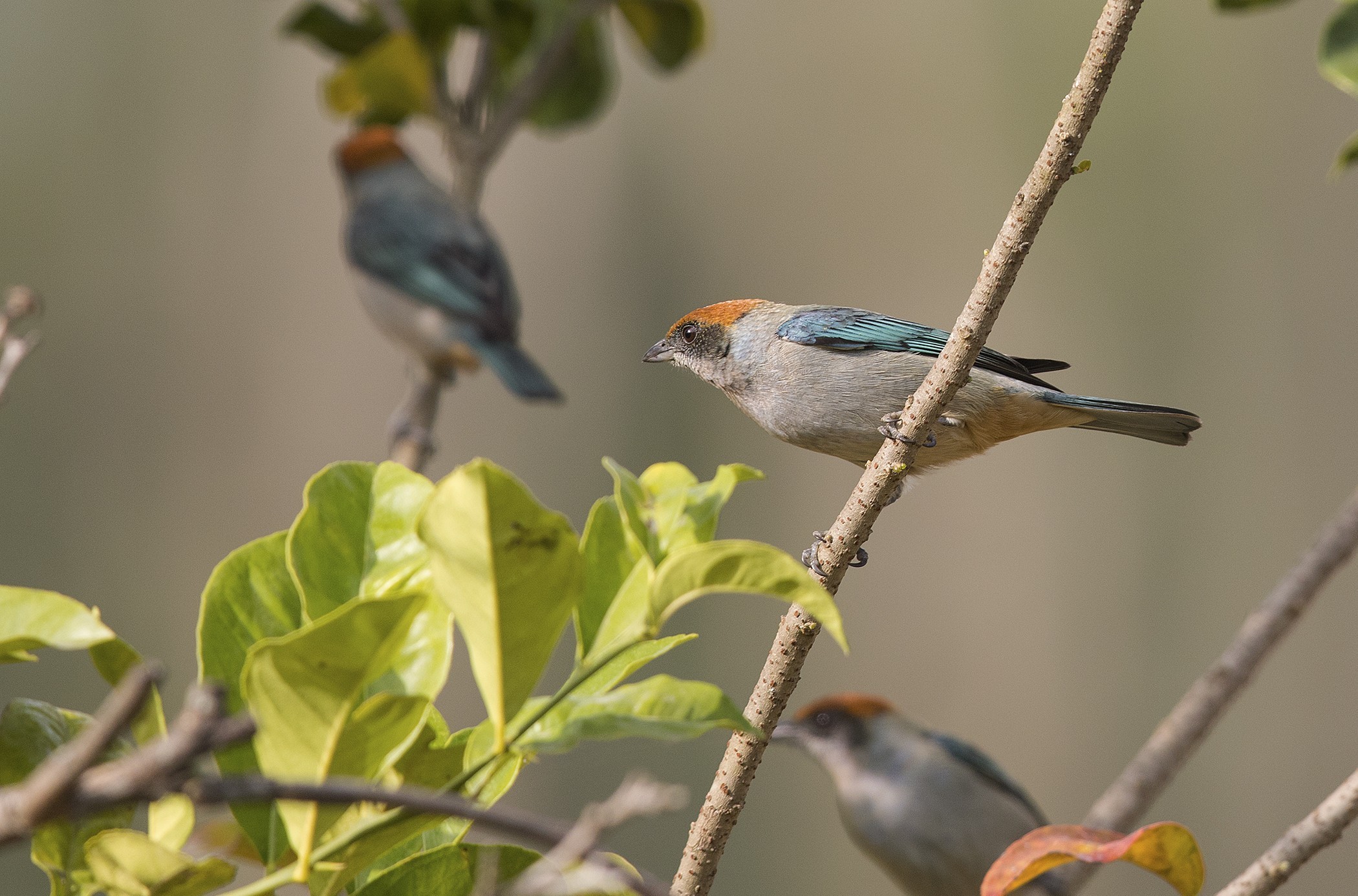 Scrub Tanager — Ana fotoğraf