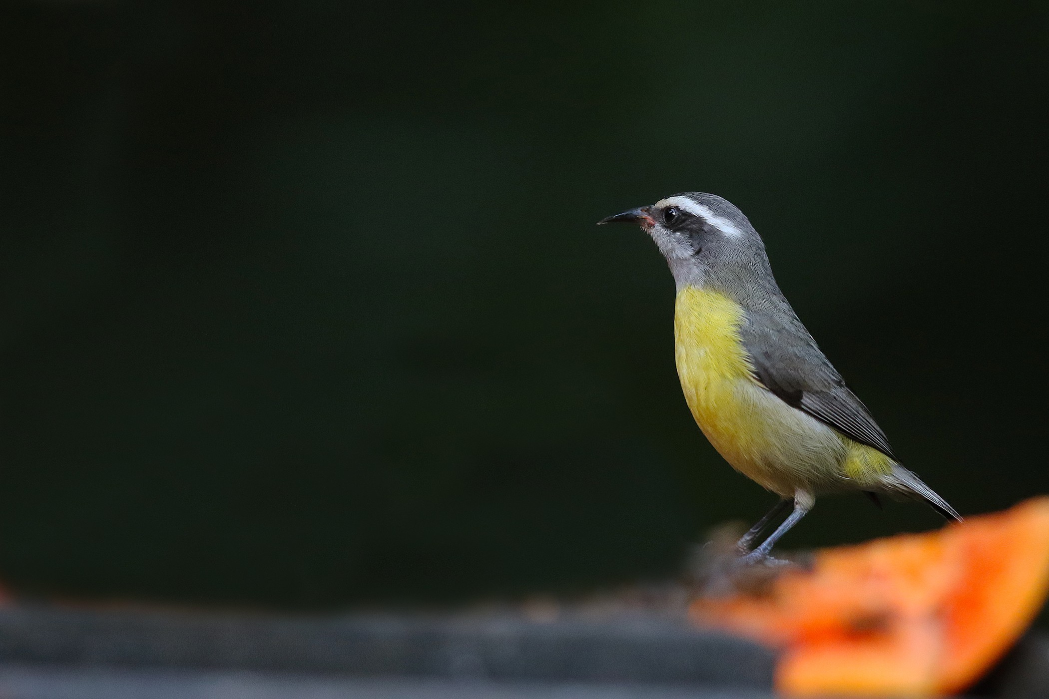 Bananaquit