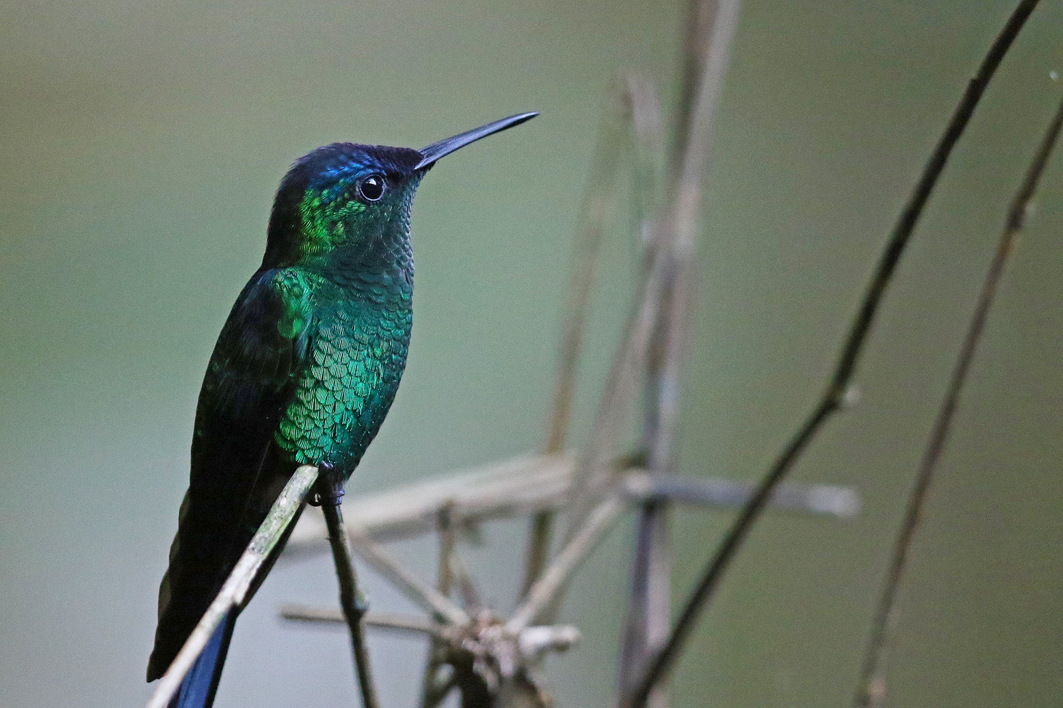 Violet-capped Woodnymph