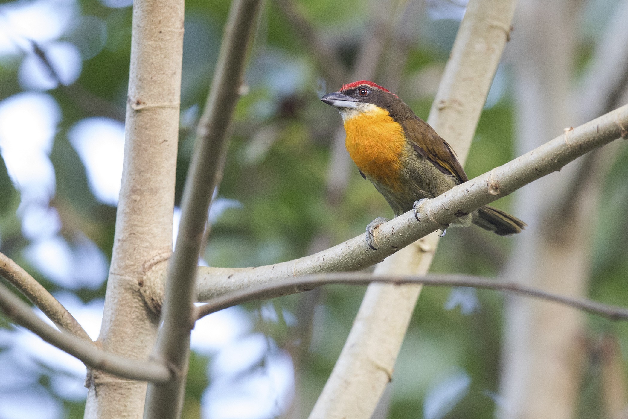 Band-tailed Barbthroat