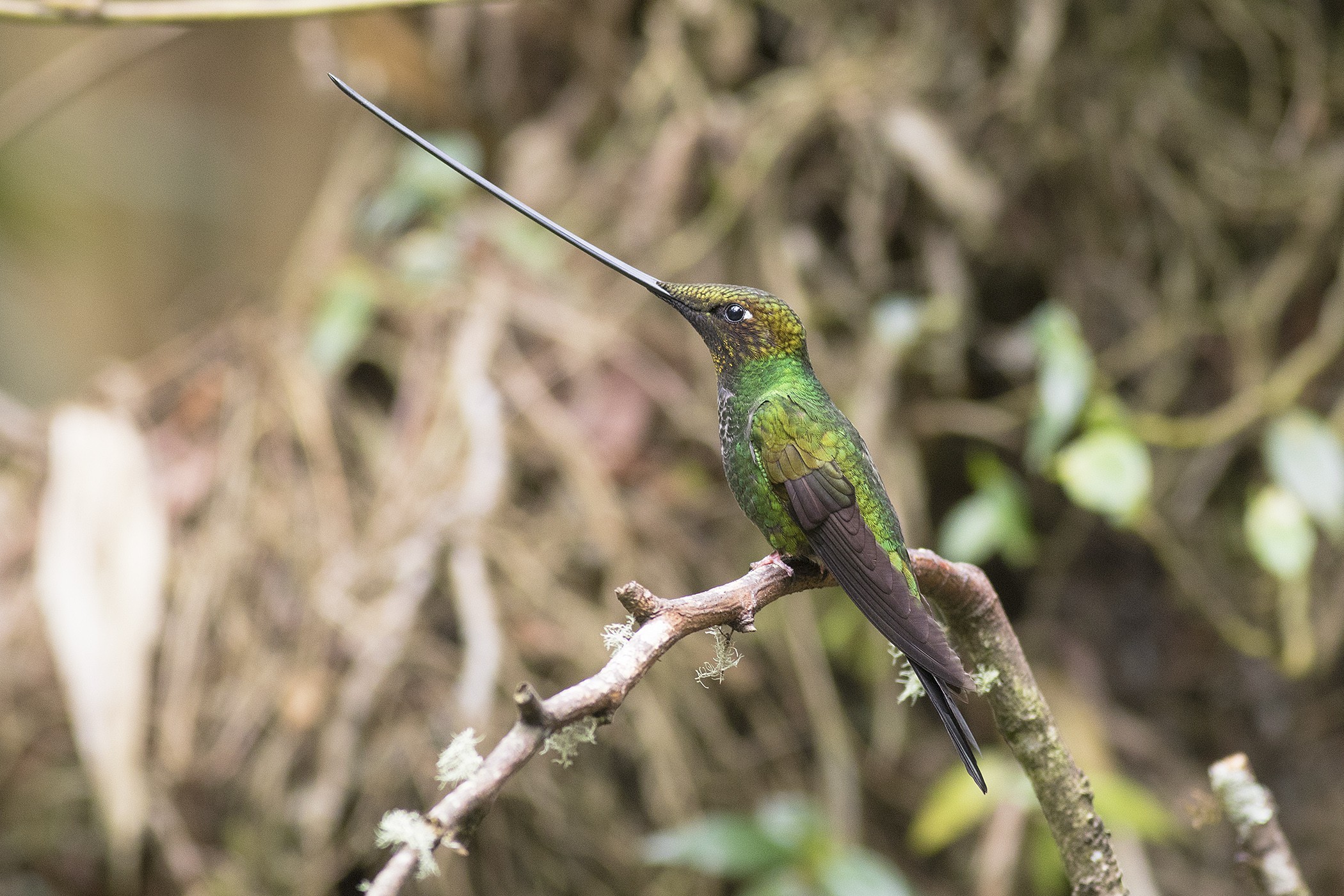 Sword-billed Hummingbird