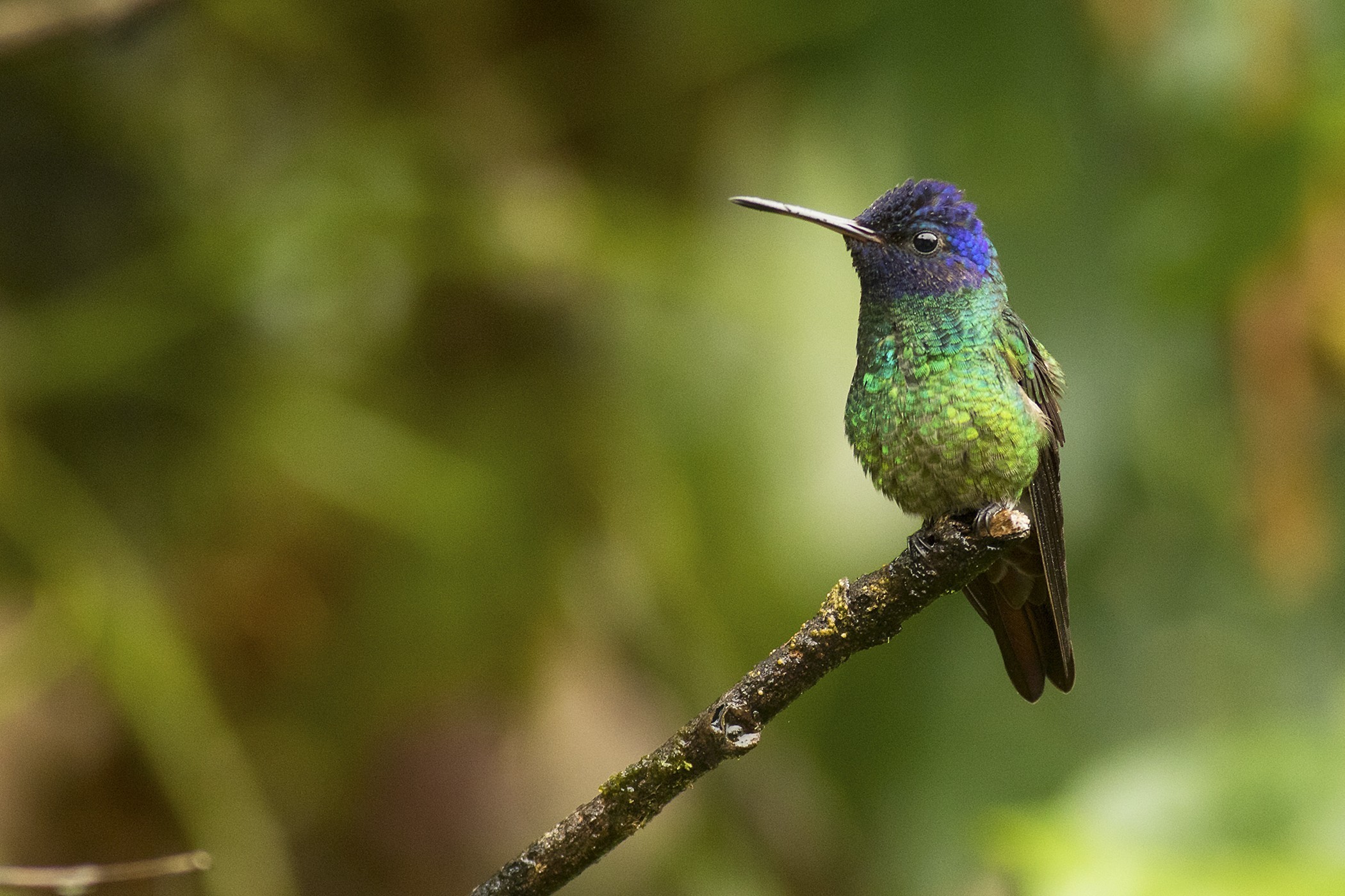 Golden-tailed Sapphire