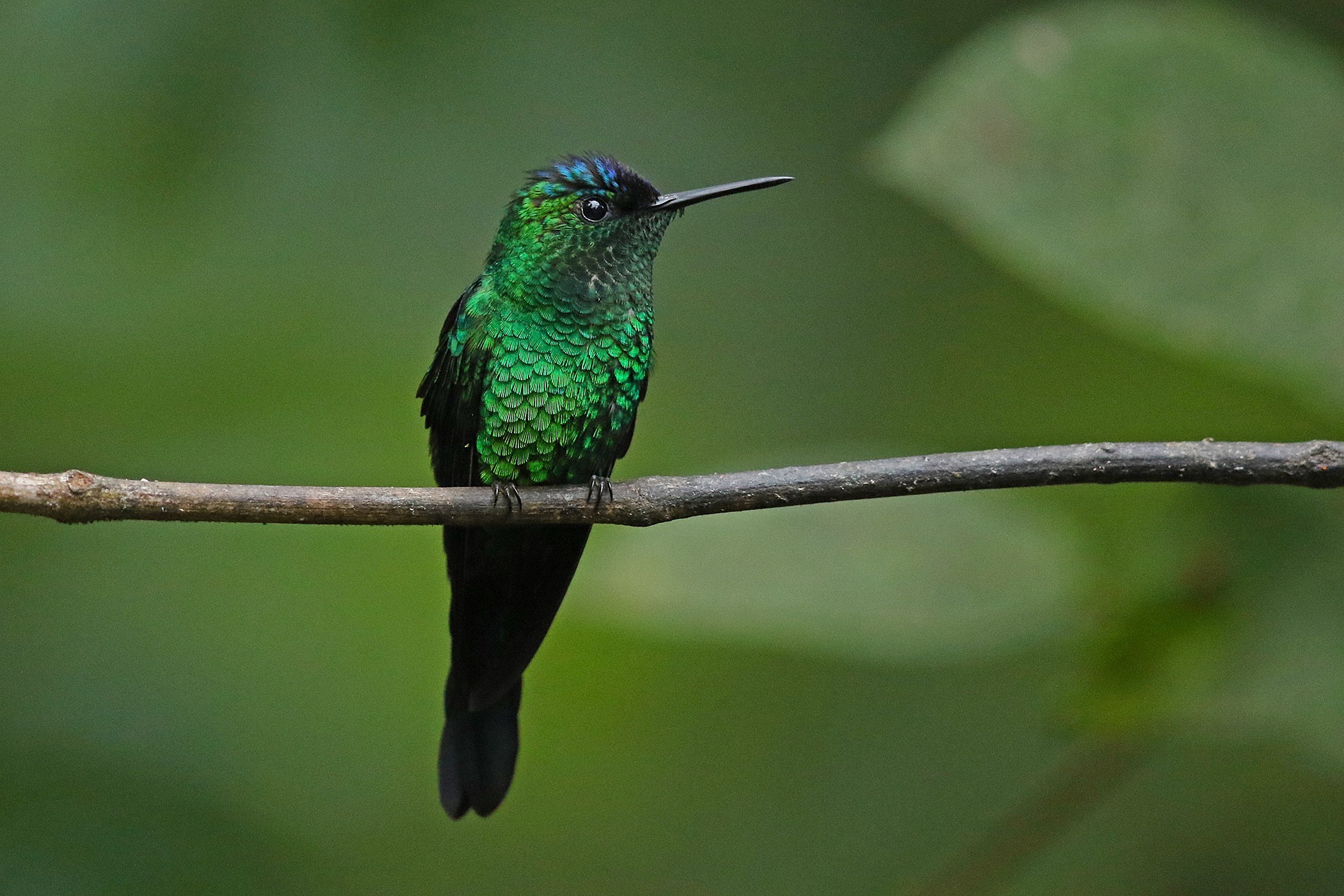 Violet-capped Woodnymph