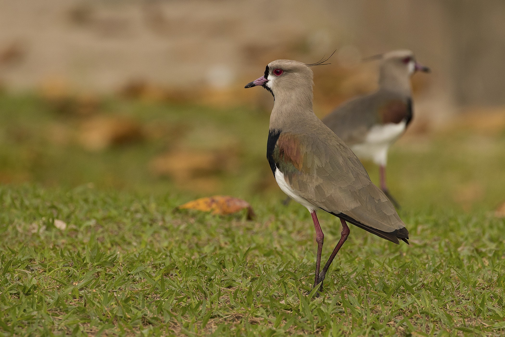 Southern Lapwing — Ana fotoğraf