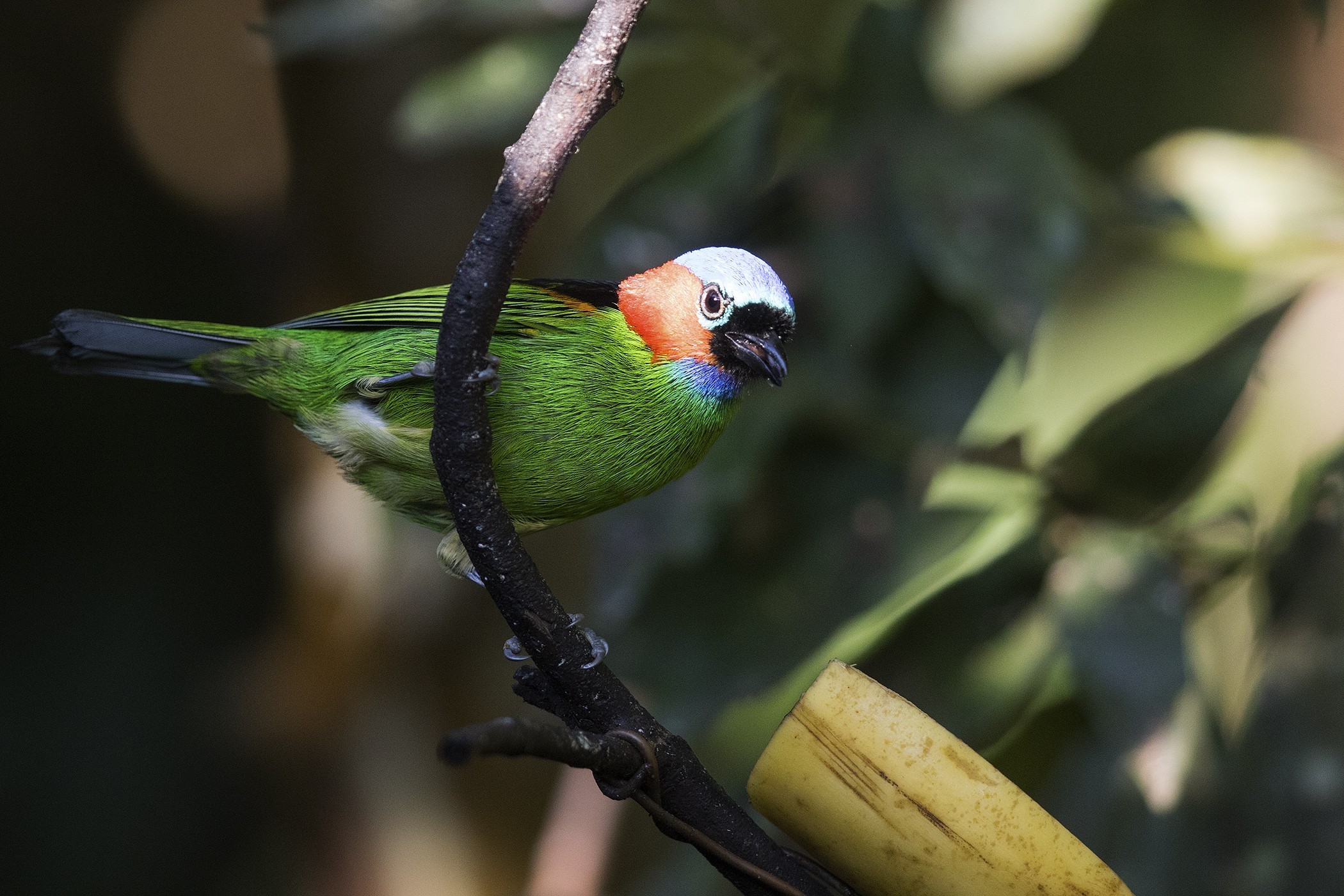 Dusky-capped Greenlet — Ana fotoğraf