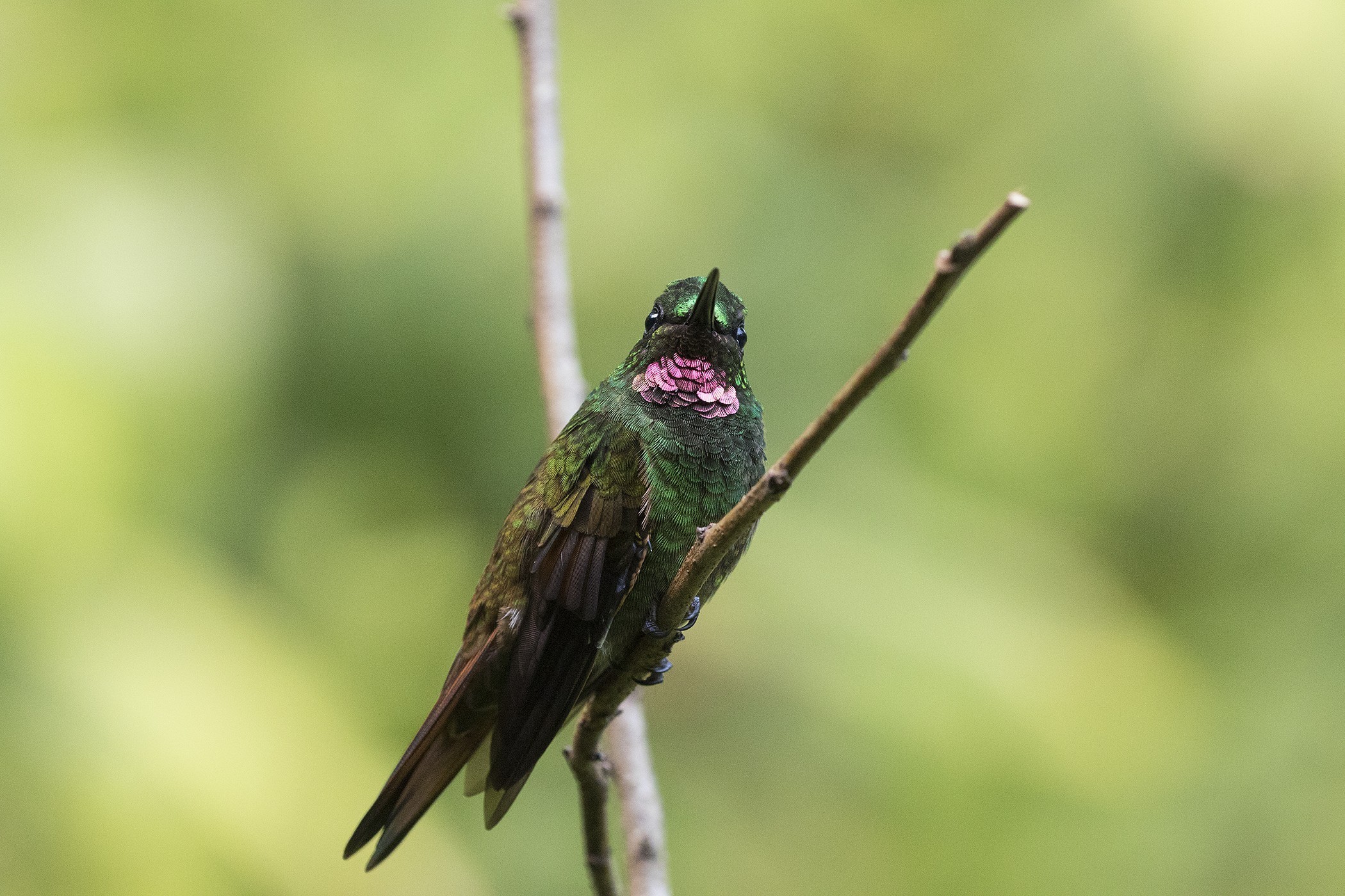 Brazilian Ruby — Ana fotoğraf