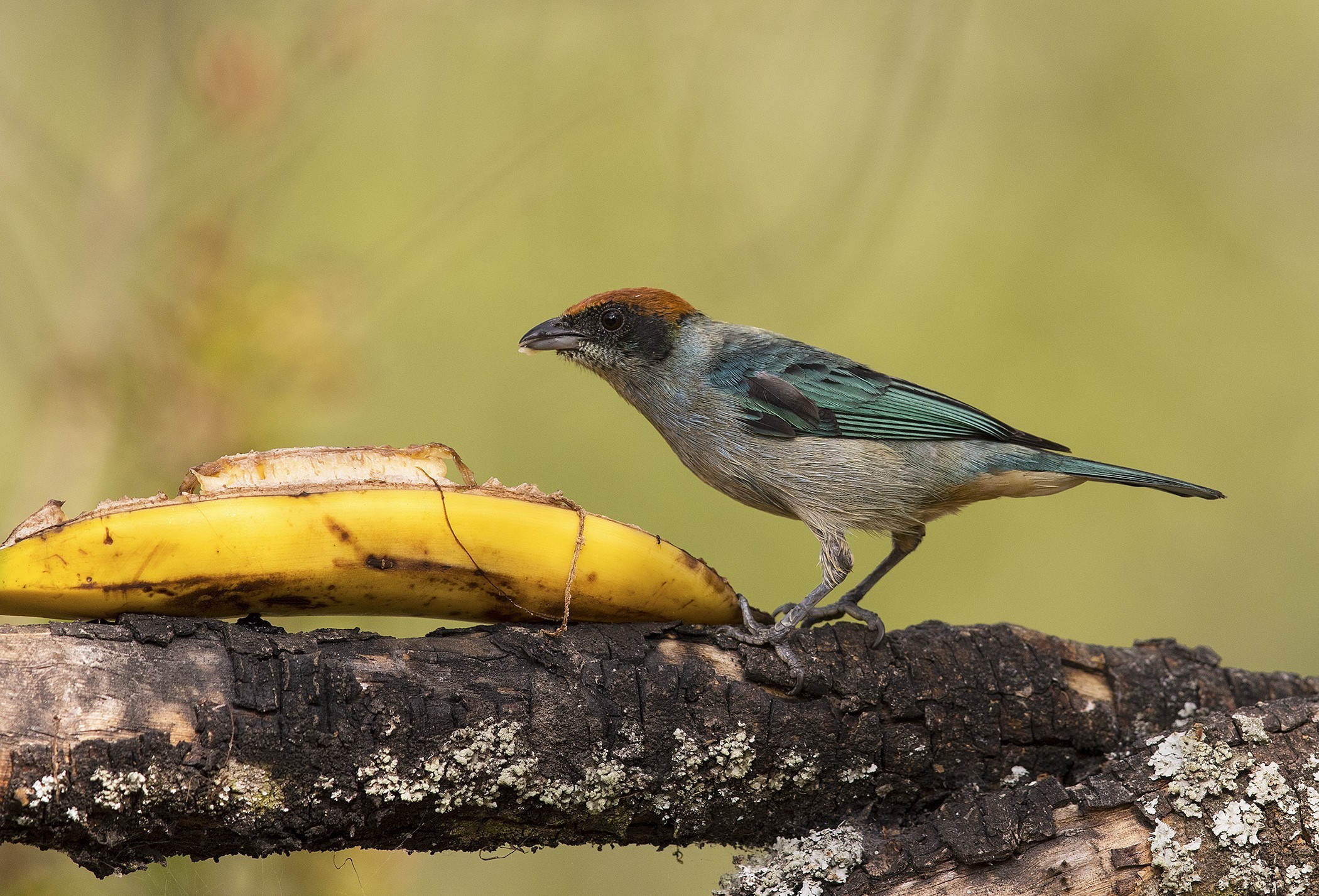 Scrub Tanager — Ana fotoğraf