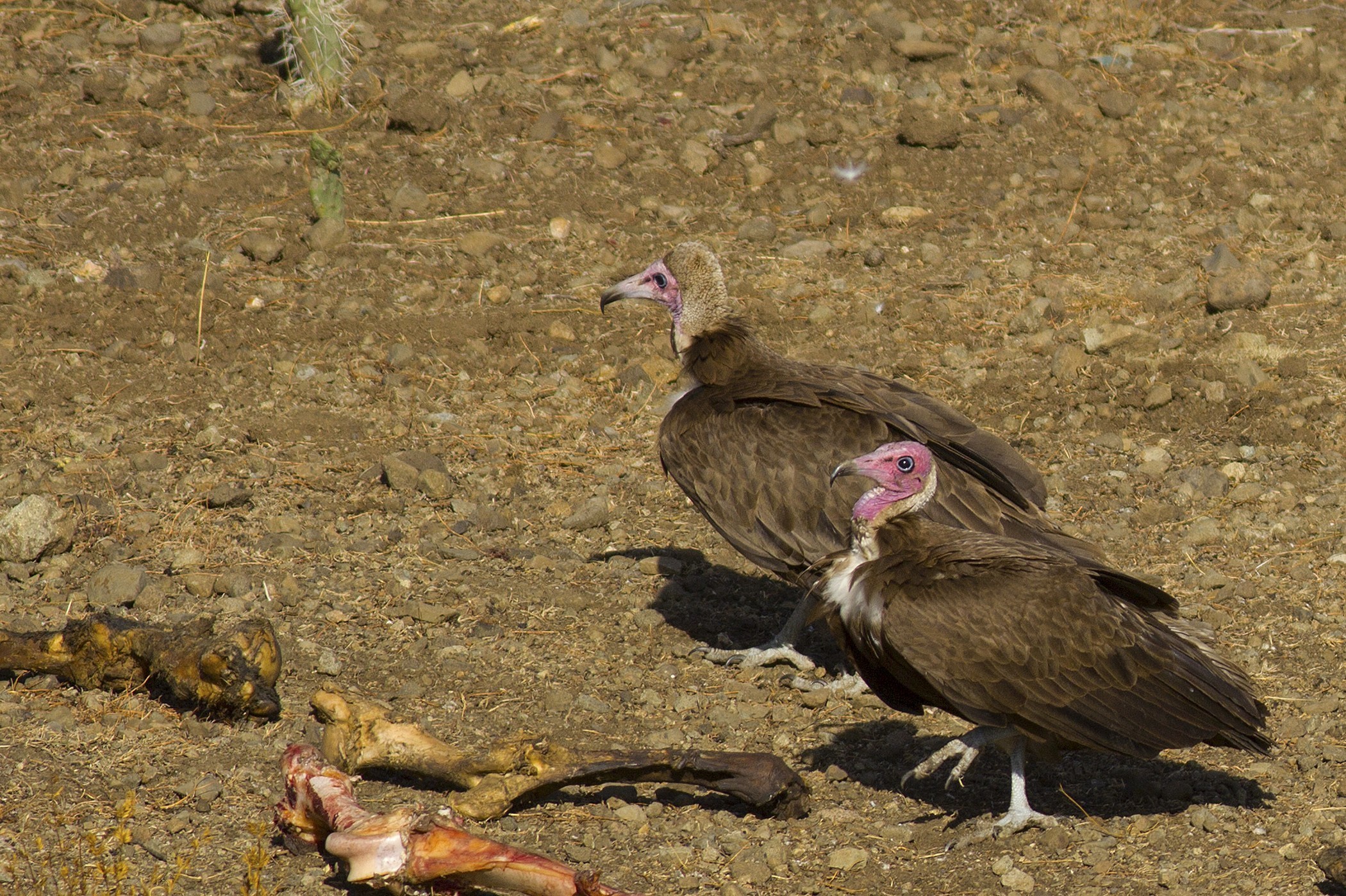 Hooded Vulture