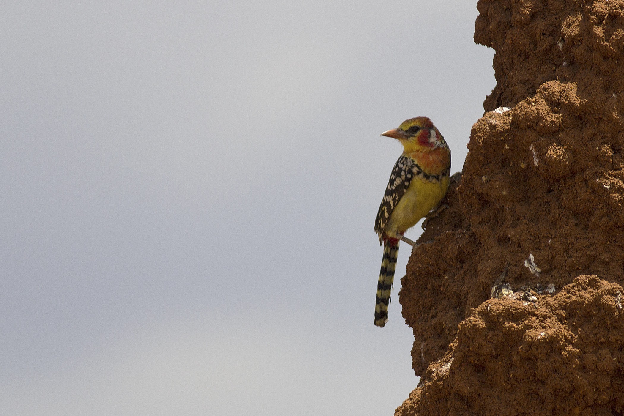 Red-and-yellow Barbet