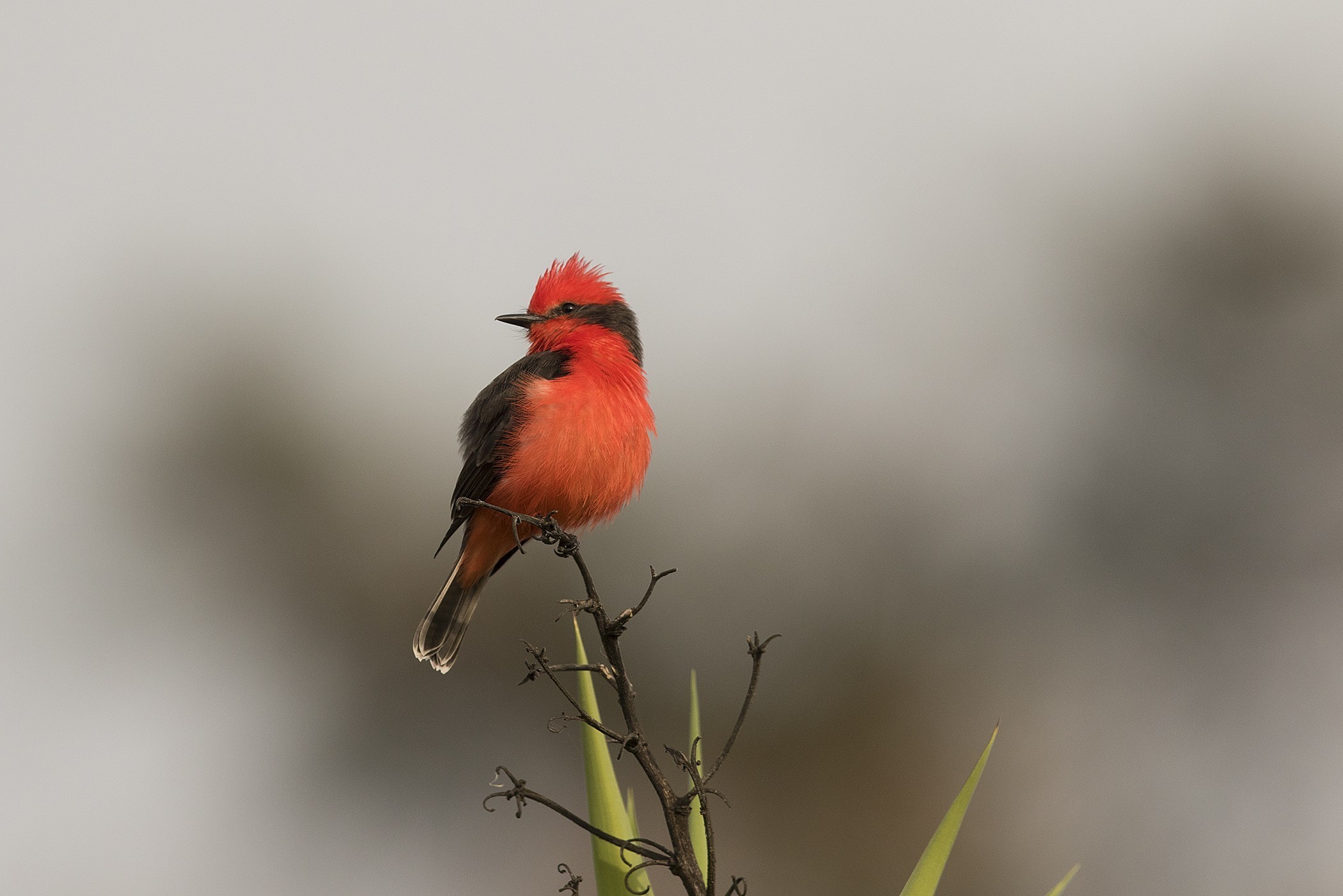 Ancient Antwren — Ana fotoğraf