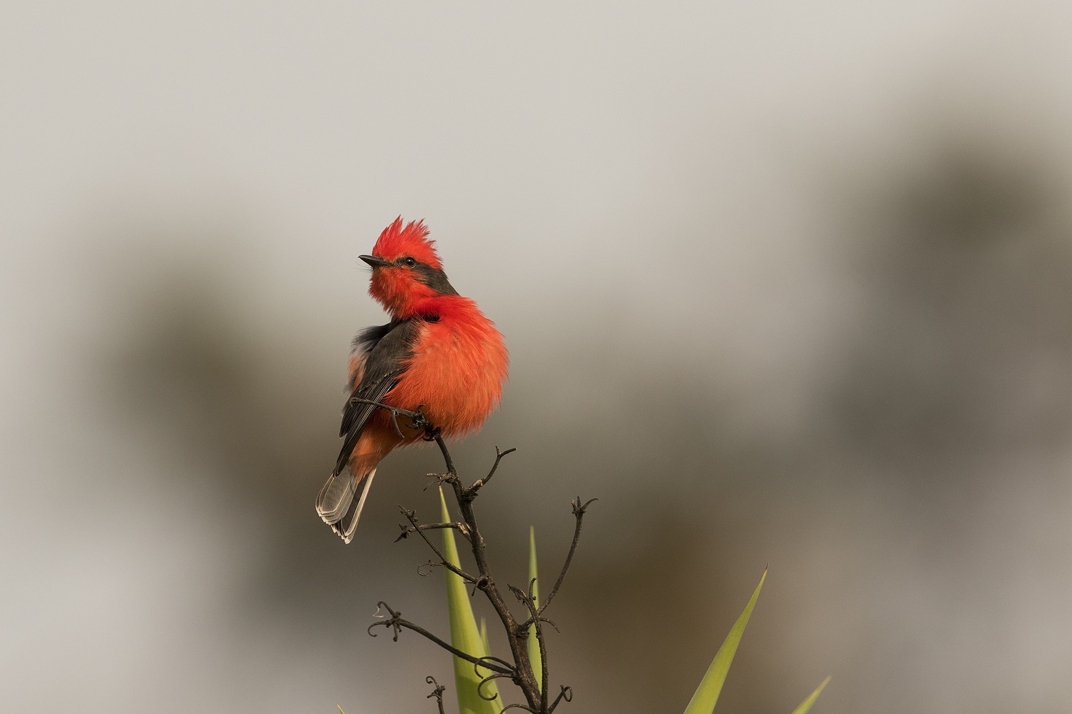 Vermilion Flycatcher