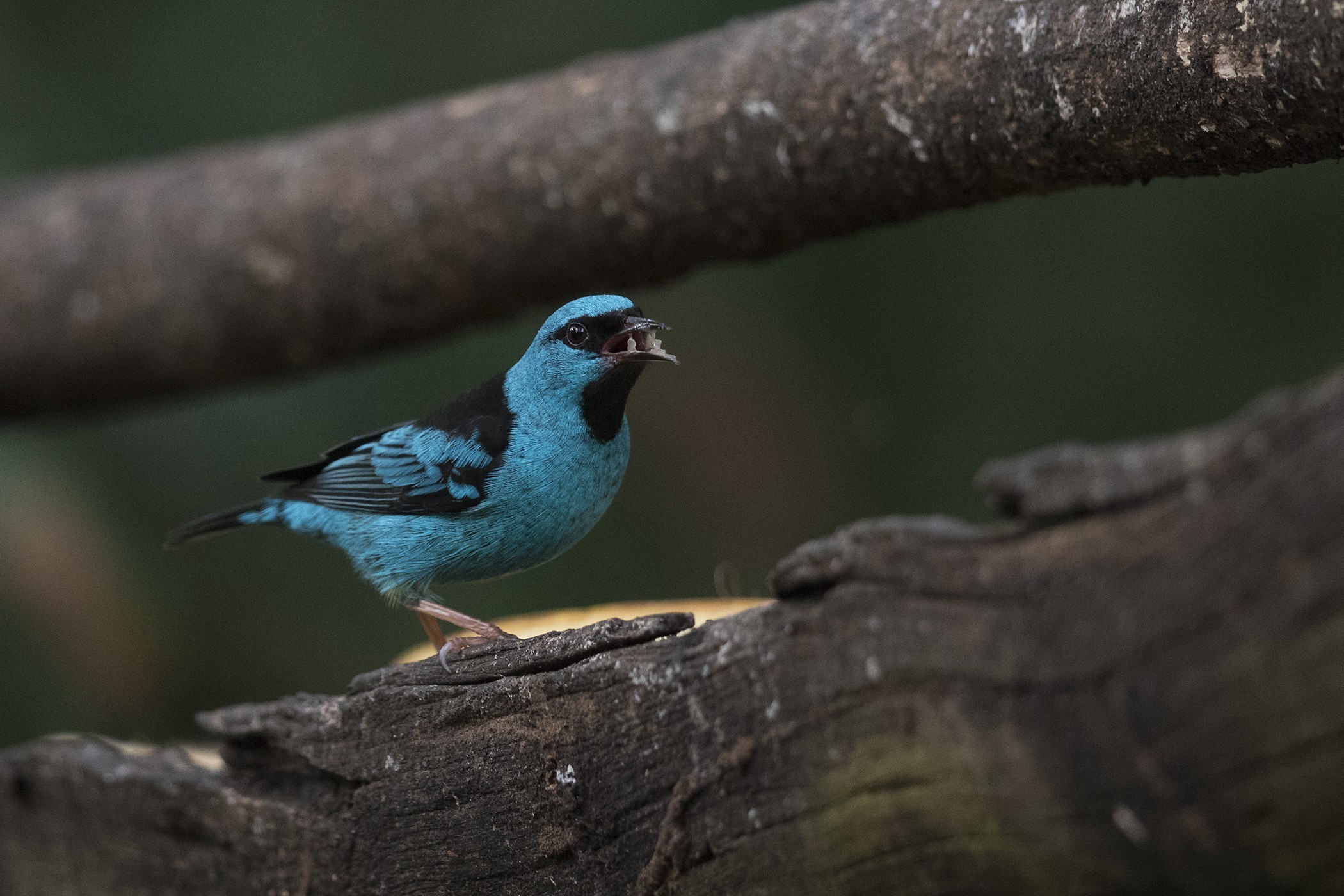 Blue Dacnis