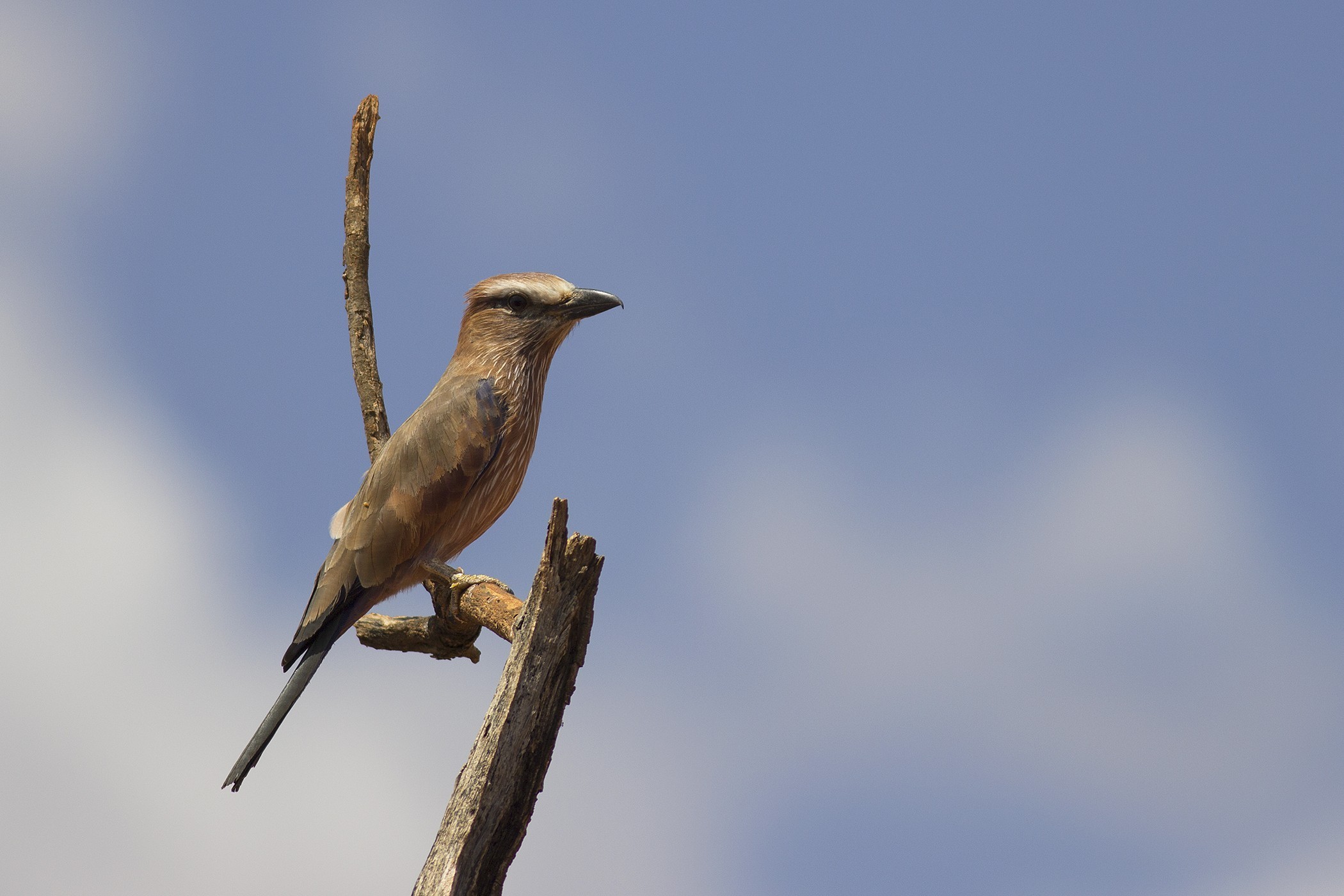 Purple Roller