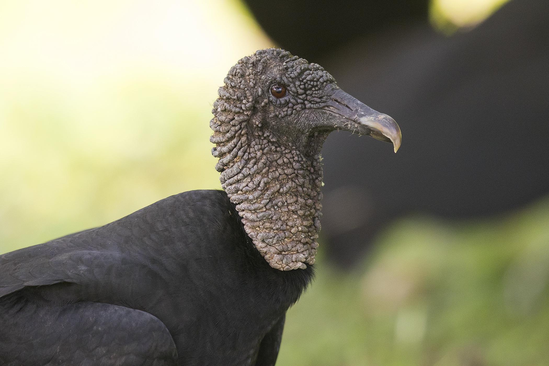 Black Vulture — Ana fotoğraf